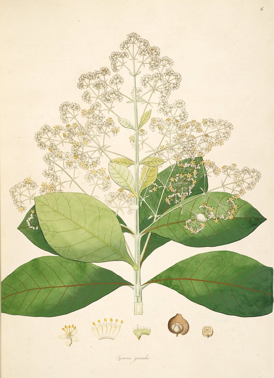 Illustration af Tectona grandis, Lamiaceae af anonymus