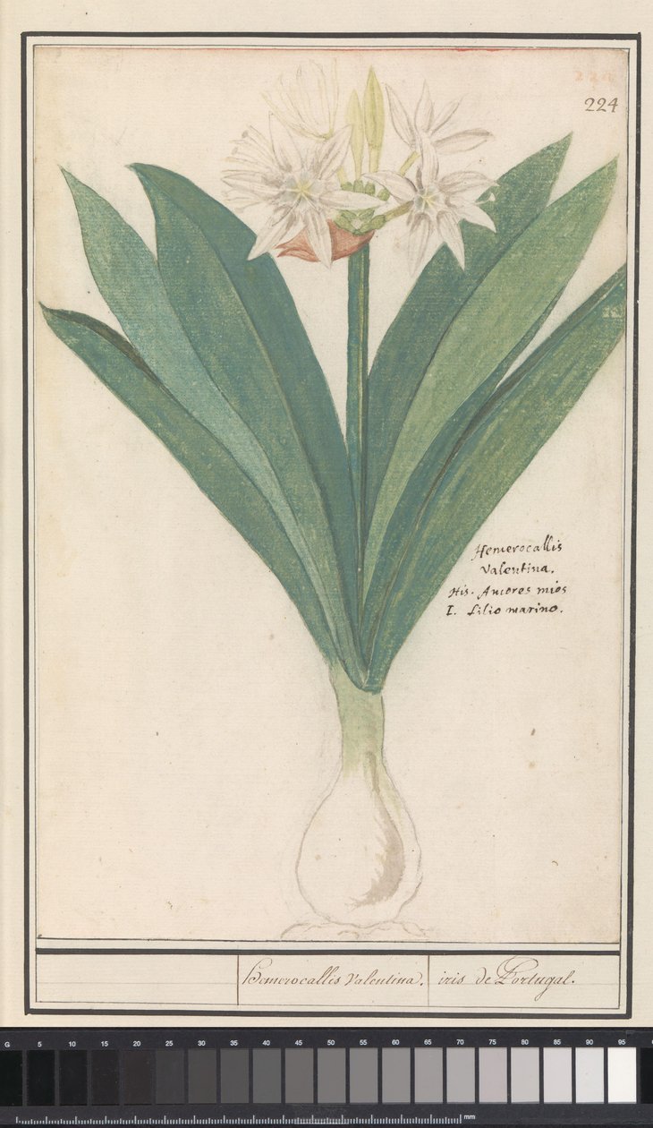 Amaryllis (Hippeastrum) heromocallis Valentina / iris fra Portugal (titel på objekt) af Anselmus Boëtius de Boodt