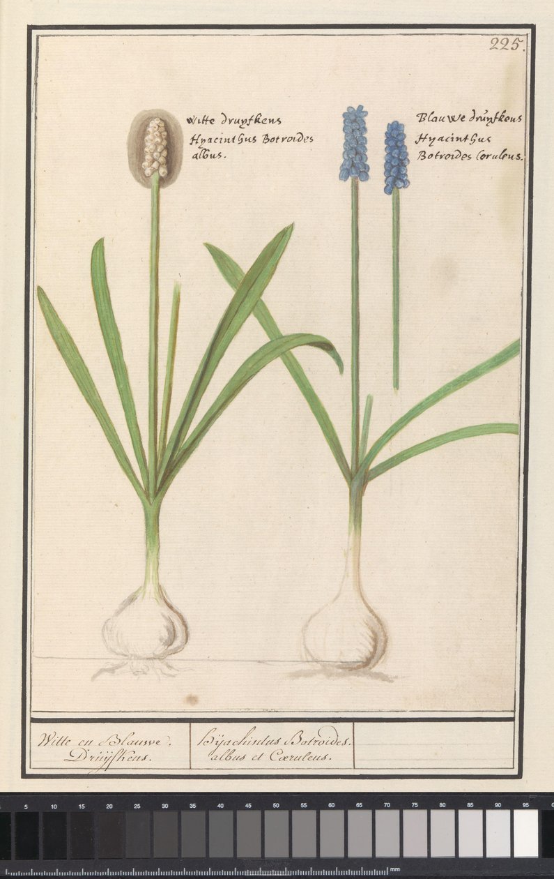 Druehyacinter (Muscari botryoides) Hvide og blå Druijfkens. / Dhijachintus Botroides. albus et coeruleus (titel på objekt) af Anselmus Boëtius de Boodt
