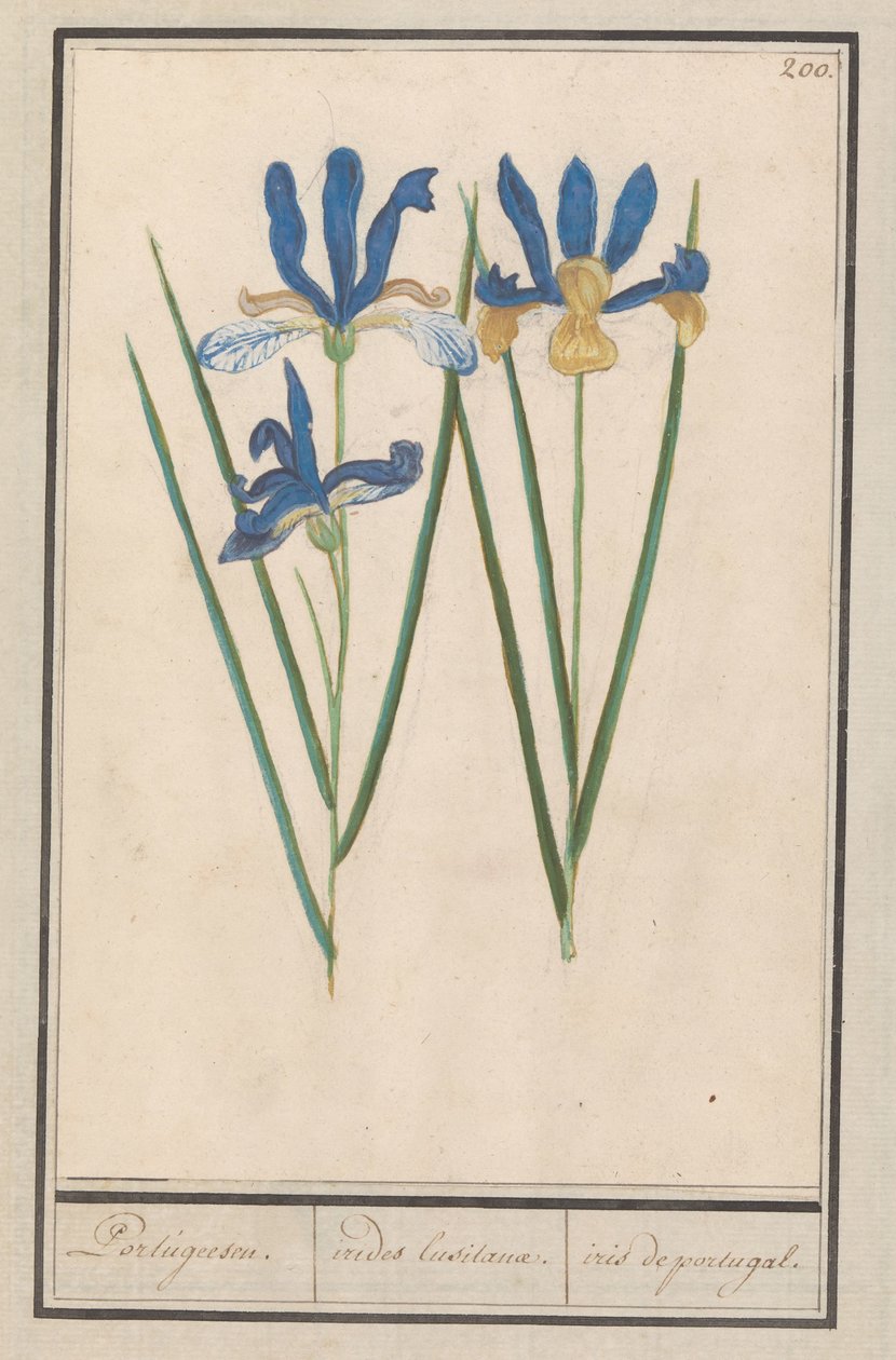 Blauwe lis (Iris sibirica) Portugeesen. / irides lusitanae. / iris portugal. (titel på objekt) af Anselmus Boëtius de Boodt