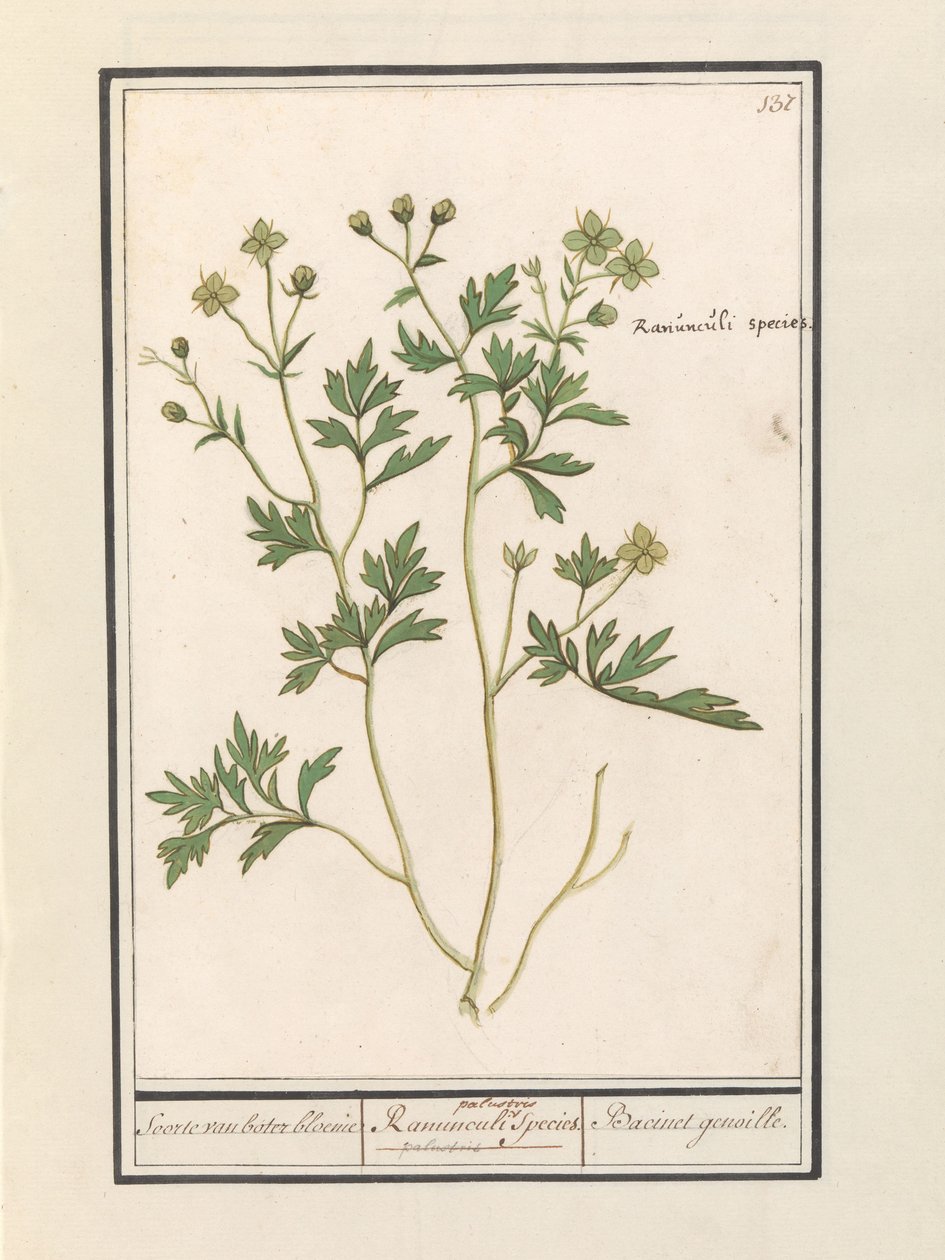 Smørblomst (Ranunculus) Arter af ranunkel / Ranunculi palustris Arter. / Bacinet genoille. (titel på objekt) af Anselmus Boëtius de Boodt