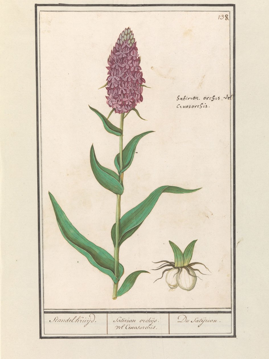 Brede orkiser (Dactylorhiza majalis) Standelcruijd. / Satirion orkideer eller Cynosorchis. / Satijrion. (titel på objekt) af Anselmus Boëtius de Boodt