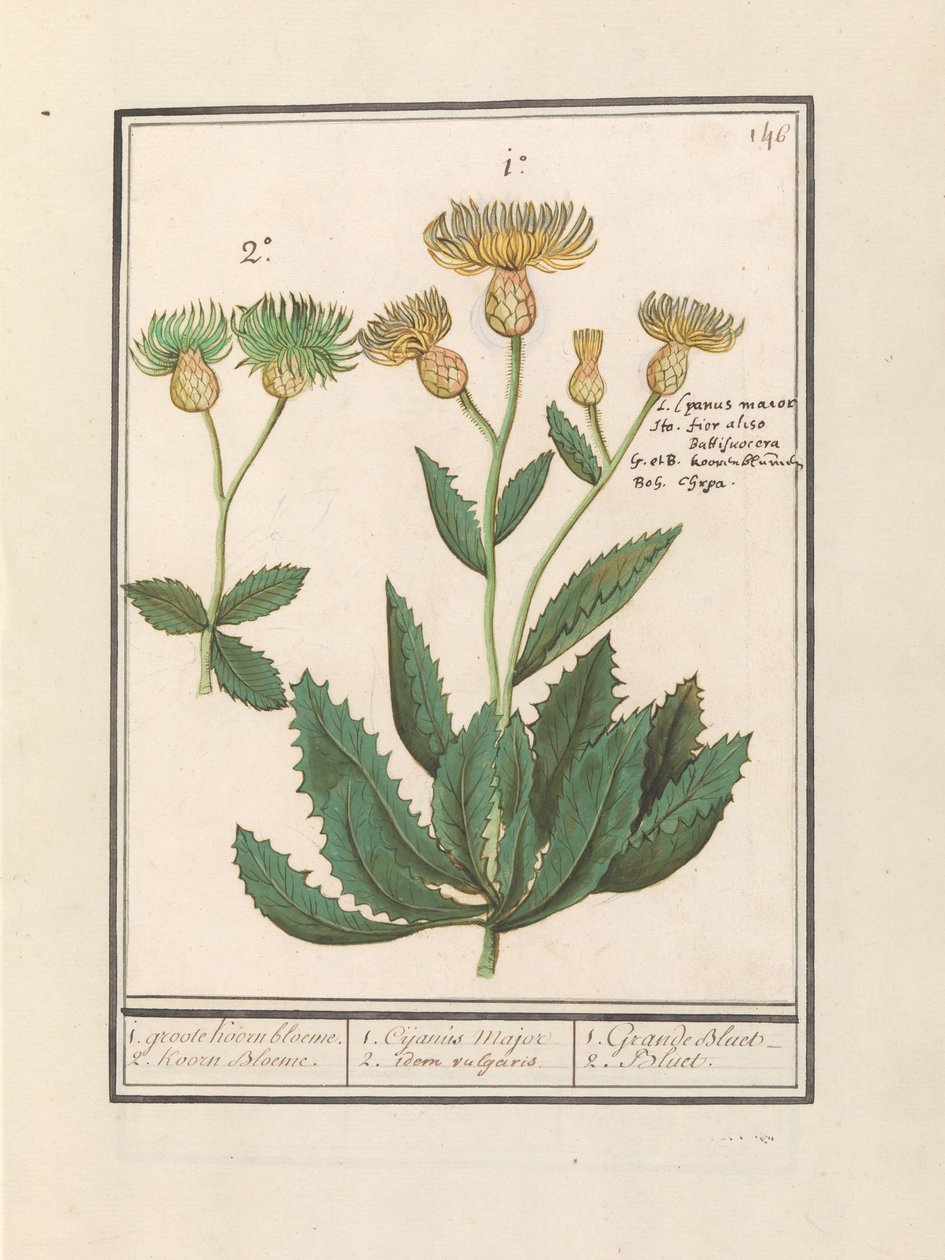 Centauri (Centaurea) 1. stor kornblomst. 2. Kornblomst. / 1. Cijanus Major / 2. ditto vulgaris. / 1. Grande bluet. / 2. Bluet. (titel på objekt) af Anselmus Boëtius de Boodt