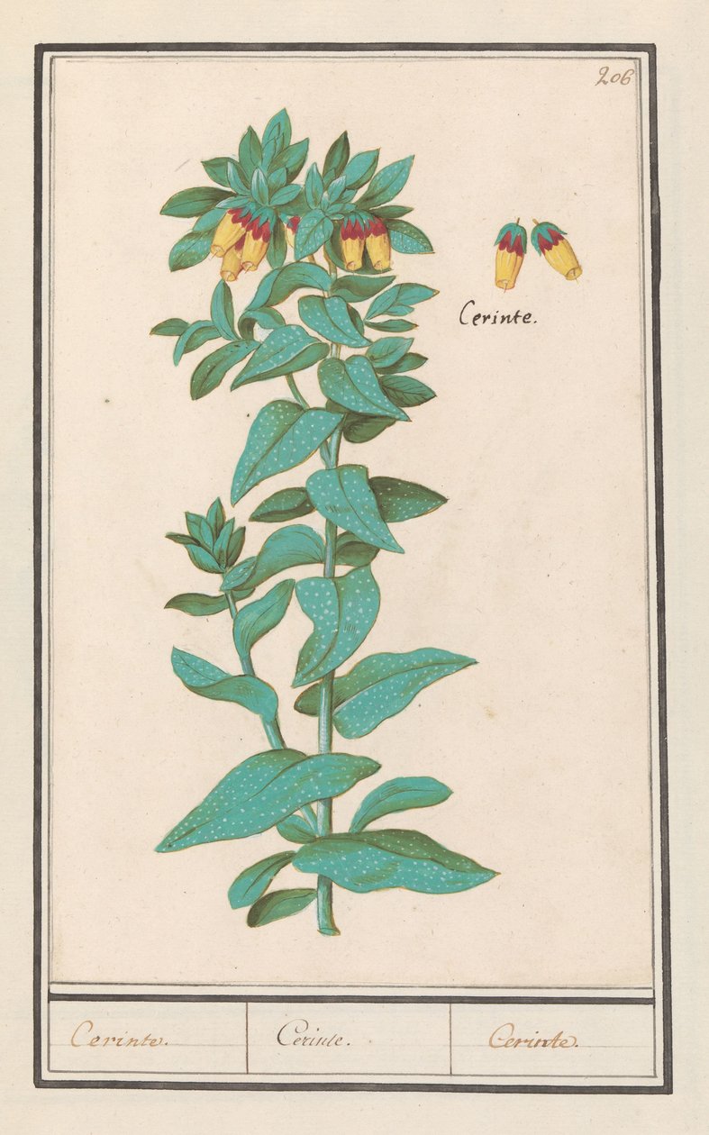 Cerinthe (Cerinthe major) Krav. / Krav. / Krav. (titel på objekt) af Anselmus Boëtius de Boodt