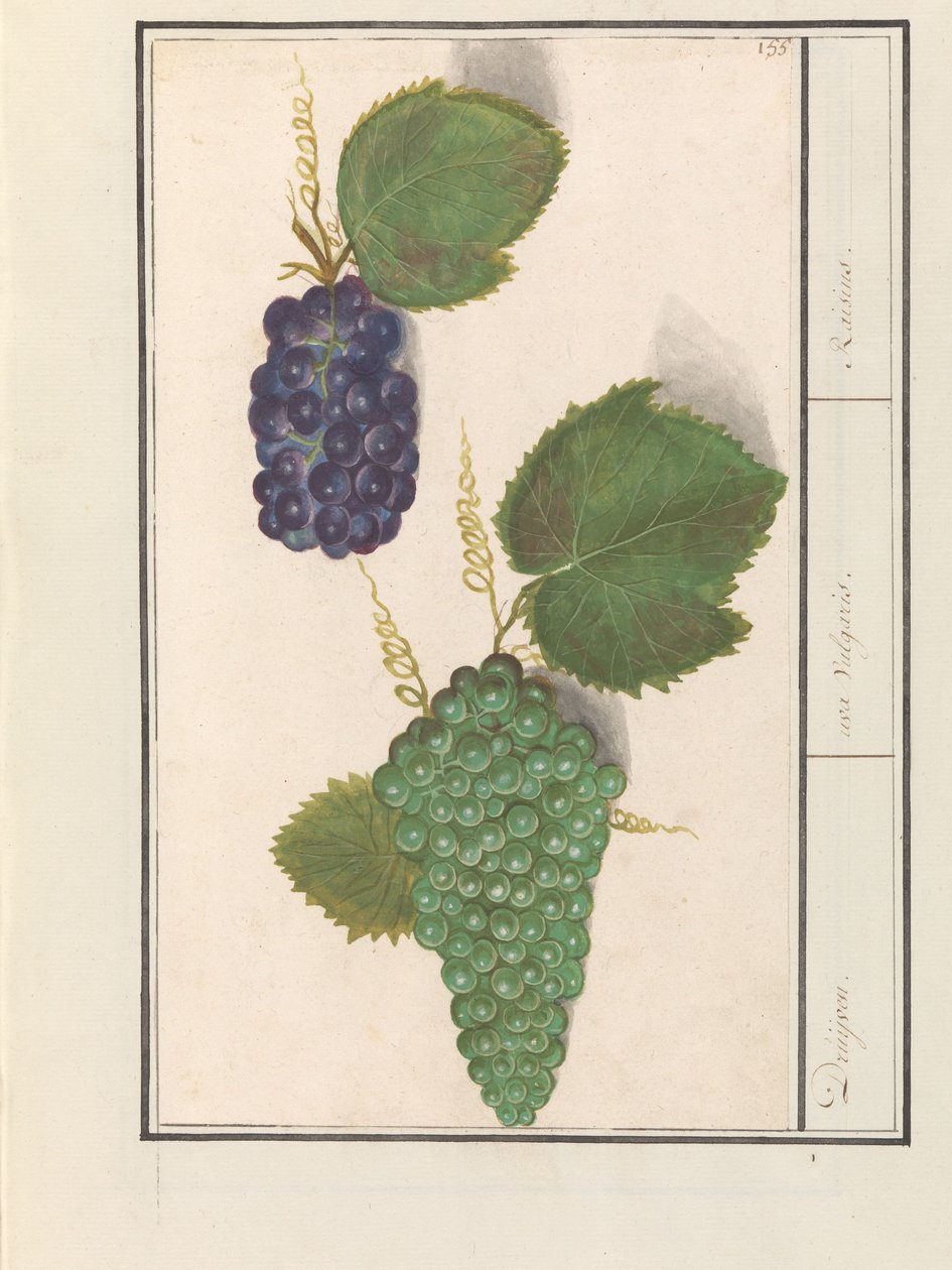 Druif (Vitis vinifera) Druijven. / uva Vulgaris. / Rosiner (titel på objekt) af Anselmus Boëtius de Boodt