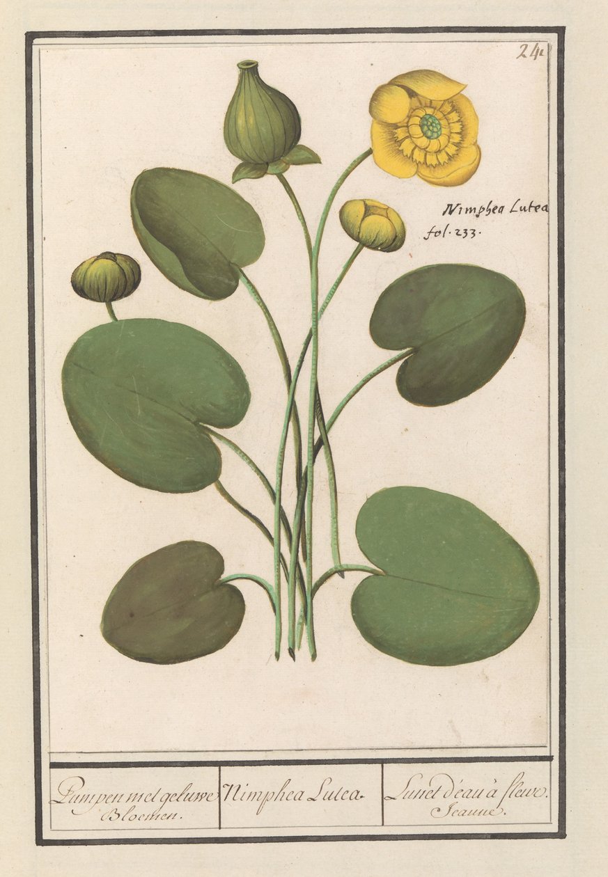 Gul floppy (Nuphar lutea) Pumper med gule blomster. / Nimphea Lutea. / Lunet d