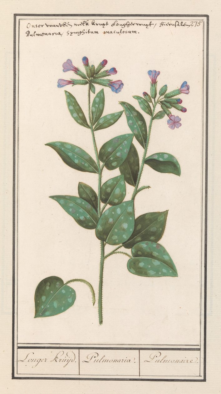 Plettet lungeurt (Pulmonaria officinalis) Længere krydderi. / Pulmonaria. / Pulmonal. (titel på objekt) af Anselmus Boëtius de Boodt