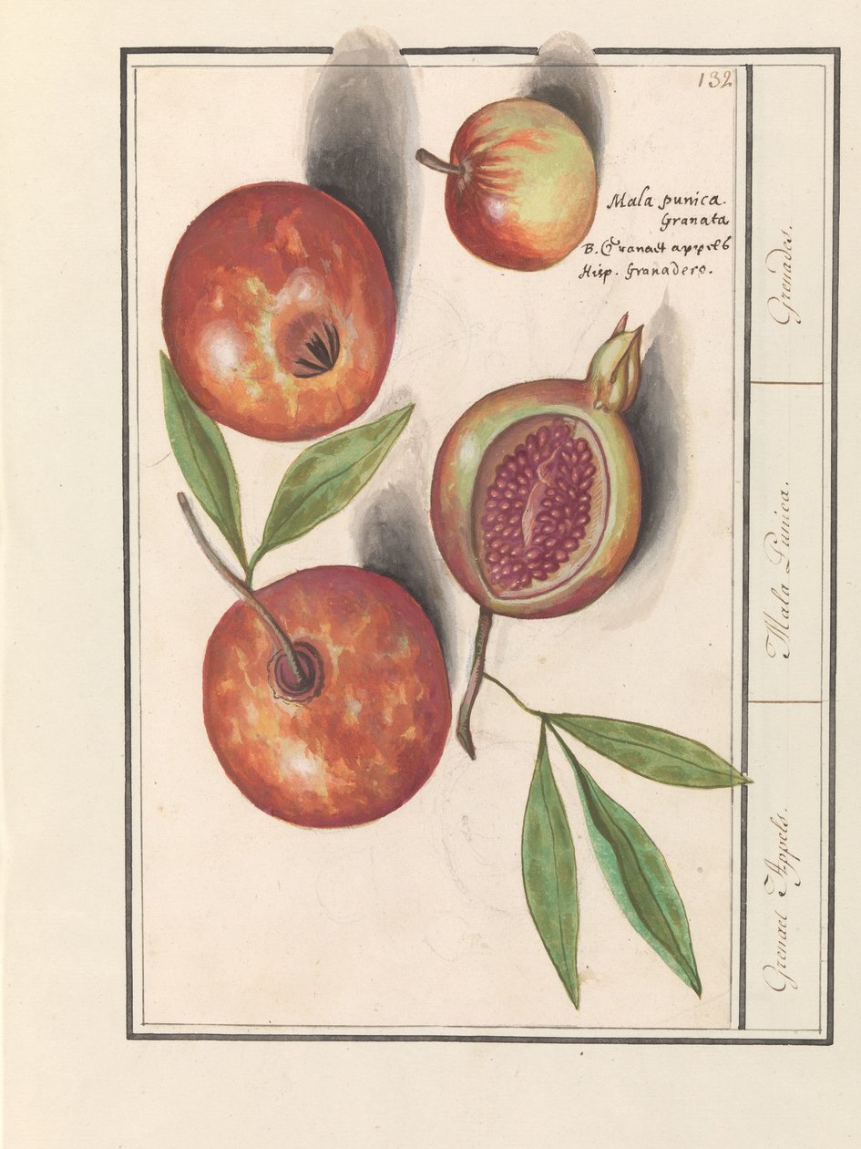 Granatæble (Punica granatum) Grenaert Æbler. / Mala Punica. / Granater. (titel på objekt) af Anselmus Boëtius de Boodt