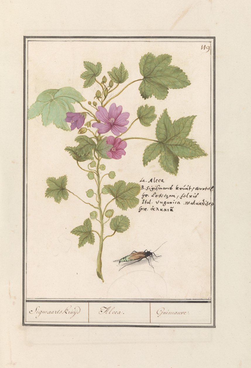 Stor malva (Malva sylvestris) Sigmaards urt / Alcea. / Guimauvre. (titel på objekt) af Anselmus Boëtius de Boodt
