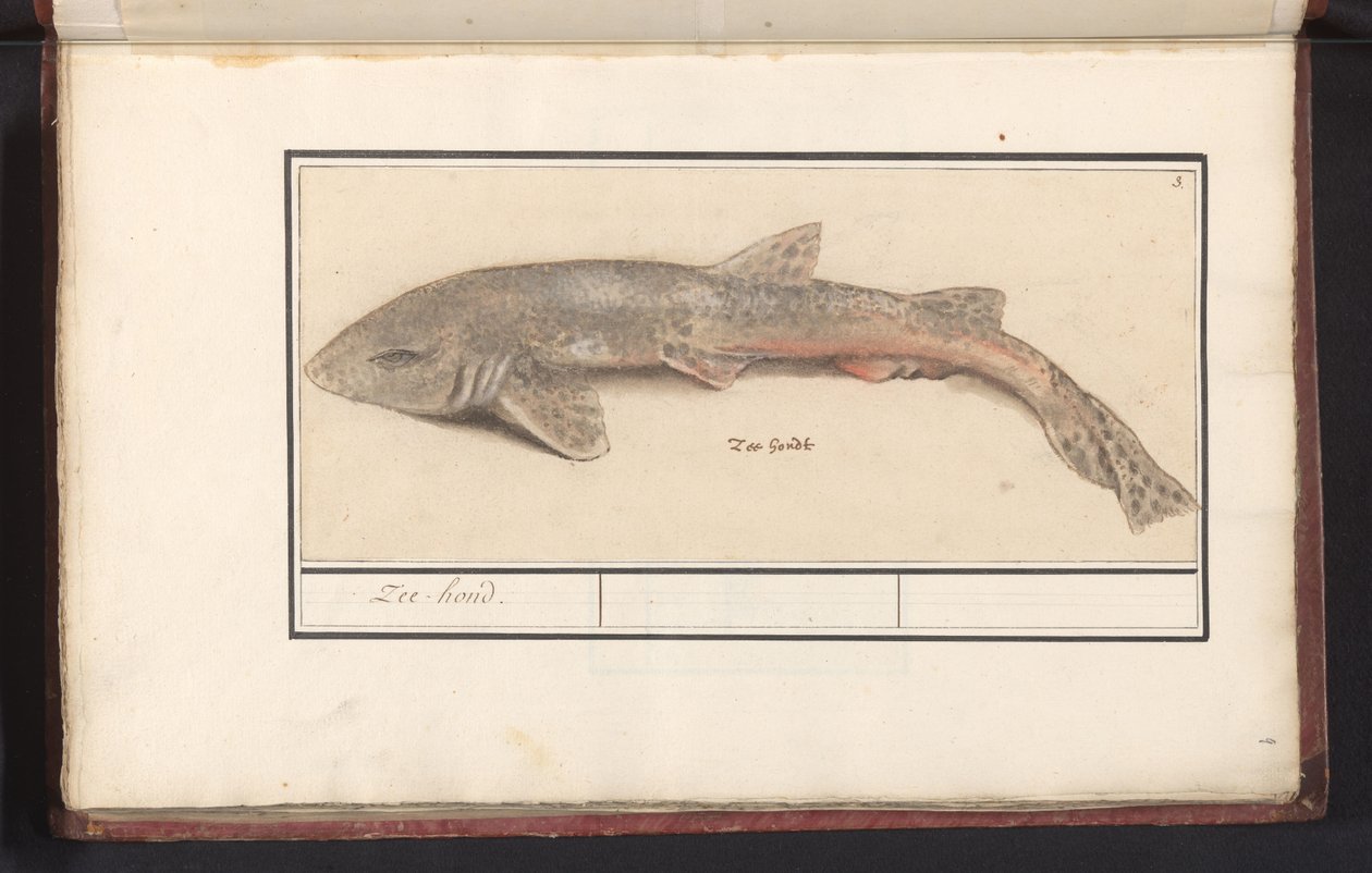 Dogfish (Scyliorhinus canicula) Sea Hound (titel på objekt) af Anselmus Boëtius de Boodt