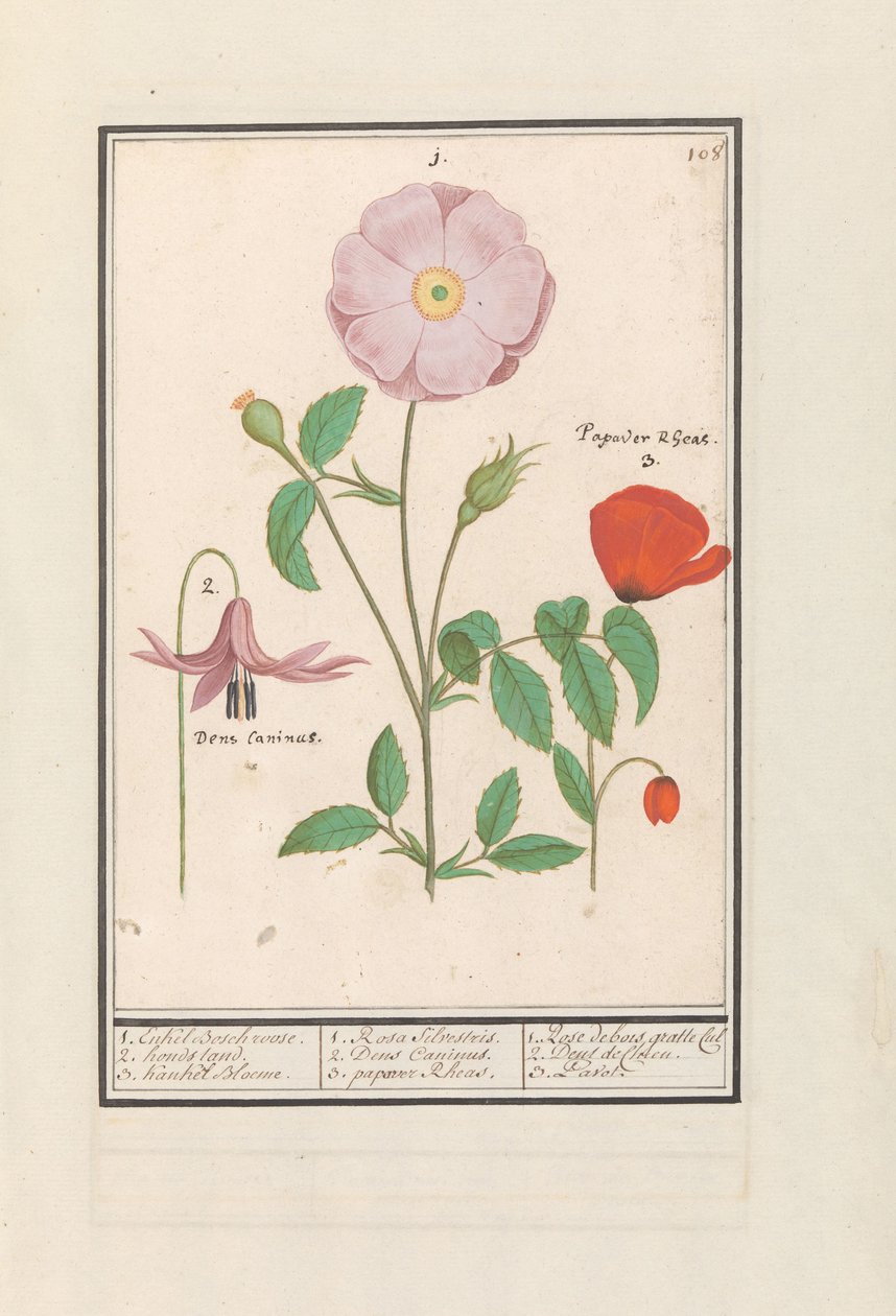 Hundetand (Erythronium), vild rose (Rosa) og en valmue (valmue) 1. Kun Bosch rose. 2. hundestativ. 3. Kankel Bloeme. / 1. Rosa Silvestris. 2. Dens Canisus 3. Valmue Rheas. / 1. Rose de bois gratte cul 2. Dent de Chien. 3. Pavot. (titel på objekt) af Anselmus Boëtius de Boodt
