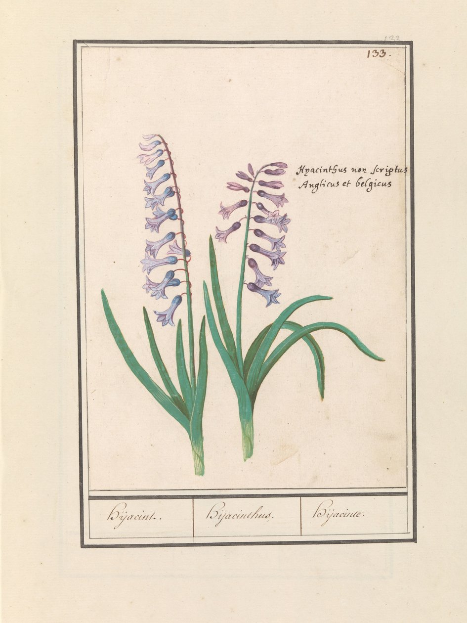 Hyacint (Hyacinthus orientalis) Hijacin / Hyacinthus / Hijacinte (titel på objekt) af Anselmus Boëtius de Boodt