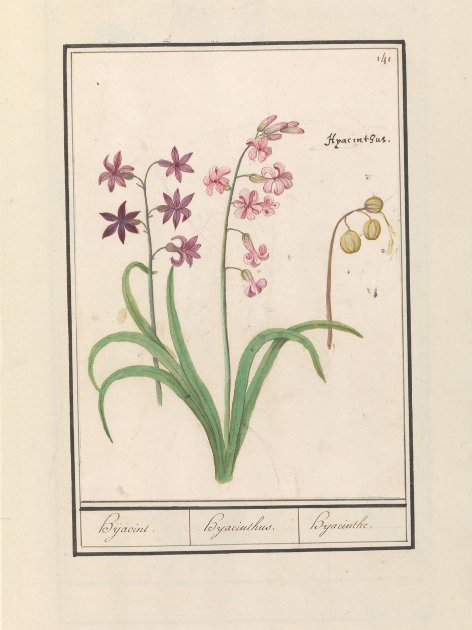 Hyacint (Hyacinthus orientalis) Hijacin / Hyacinthus / Hyacint (titel på objekt) af Anselmus Boëtius de Boodt