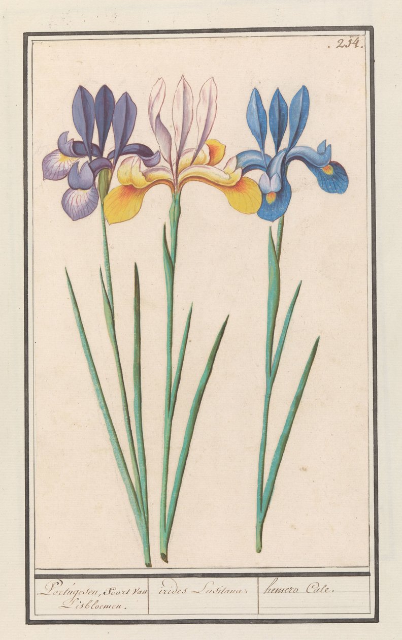 Iris (Iris siberica) portugisisk, ligesom van Lisbloemen. / irider Lusitanae. / hemero Cale. (titel på objekt) af Anselmus Boëtius de Boodt