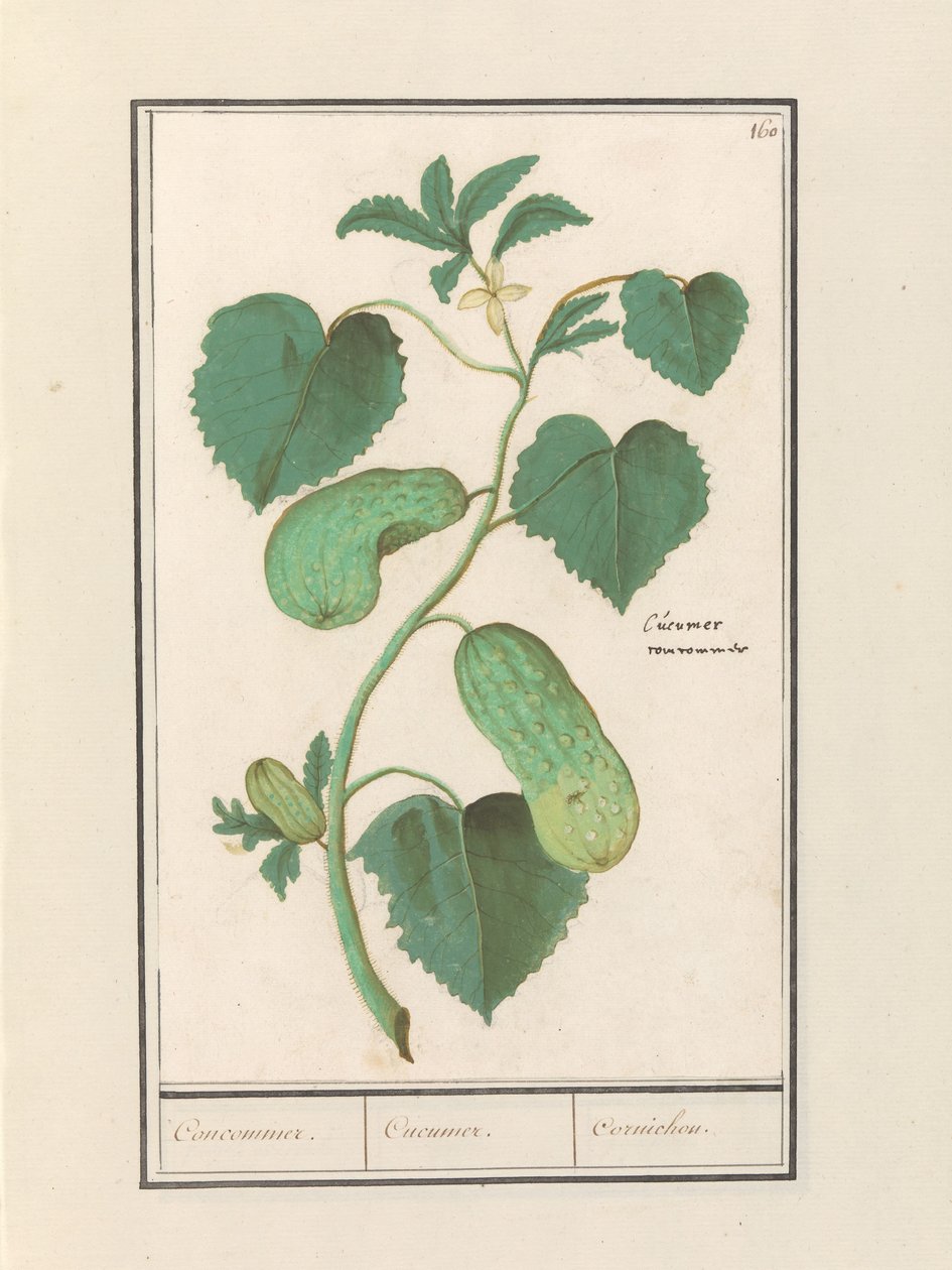 Komkommer (Agurk sativa) Komkommer. / Agurk. / Cornichon. (titel på objekt) af Anselmus Boëtius de Boodt