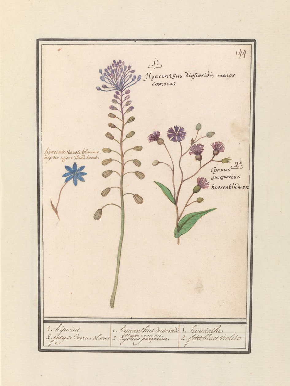 Kuifhyacint (Muscari comosum) en korenbloem (Centaurie) 1. Kapring 2. lilla Coorn Bloeme / 1. hyacint dioscorides. En smuk borgmester. 2. Cajanus lilla. / 1. hyacint 2. petit bluet violet (titel på objekt) af Anselmus Boëtius de Boodt