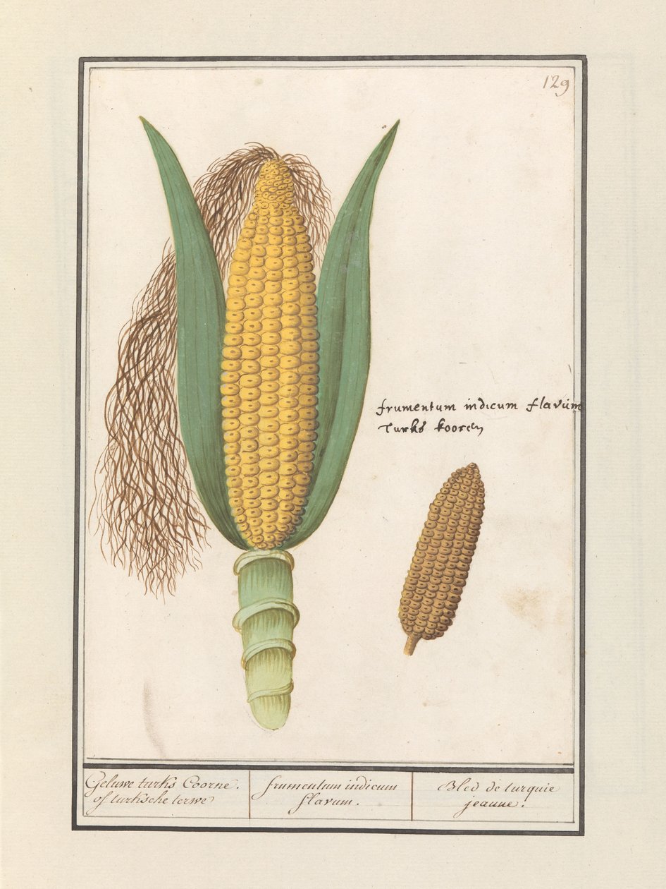 Majs (Zea mays) Geluwe turks Coorne. af turksche terwe / gul indisk majs / Bled de turquie jeaune (titel på objekt) af Anselmus Boëtius de Boodt