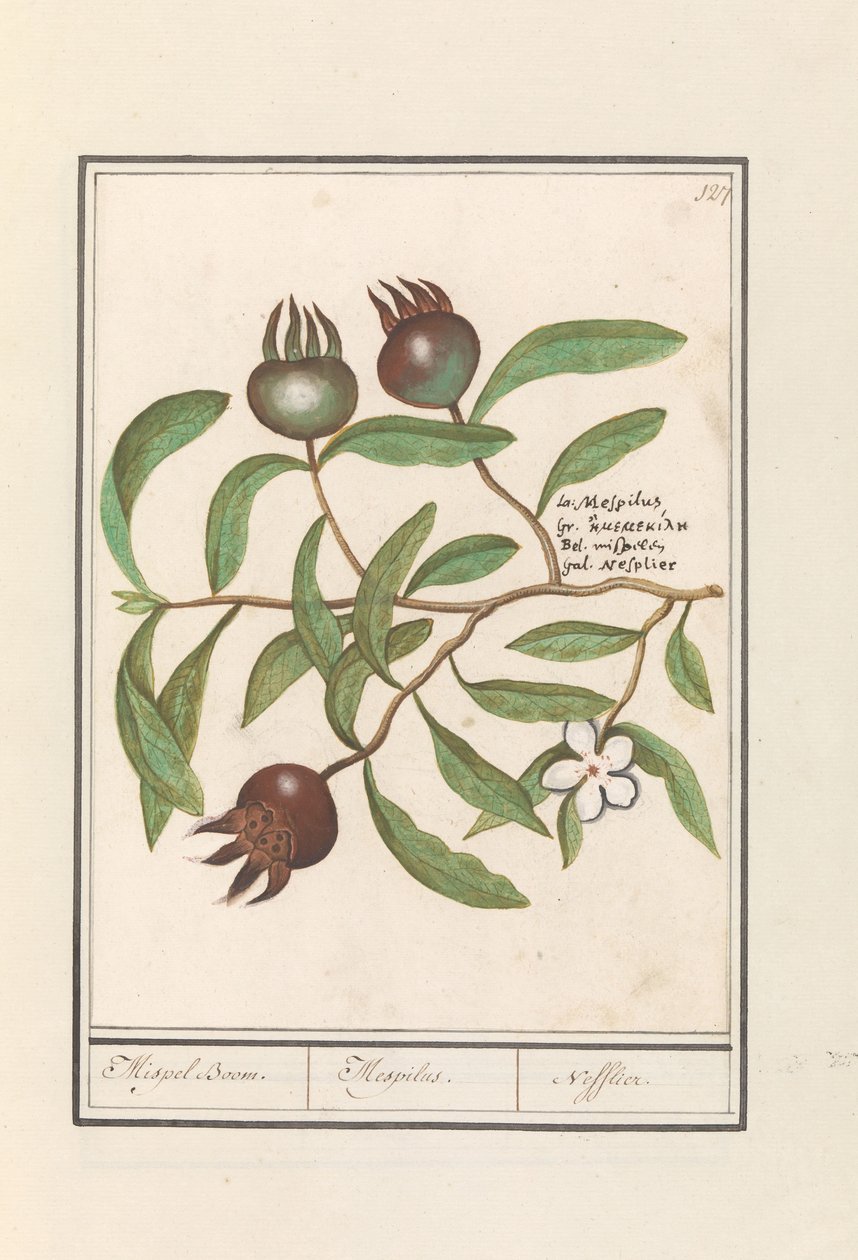 Mispel (Mespilus germanica) Medlar træ. / Mespilus. / Nefflier (titel på objekt) af Anselmus Boëtius de Boodt