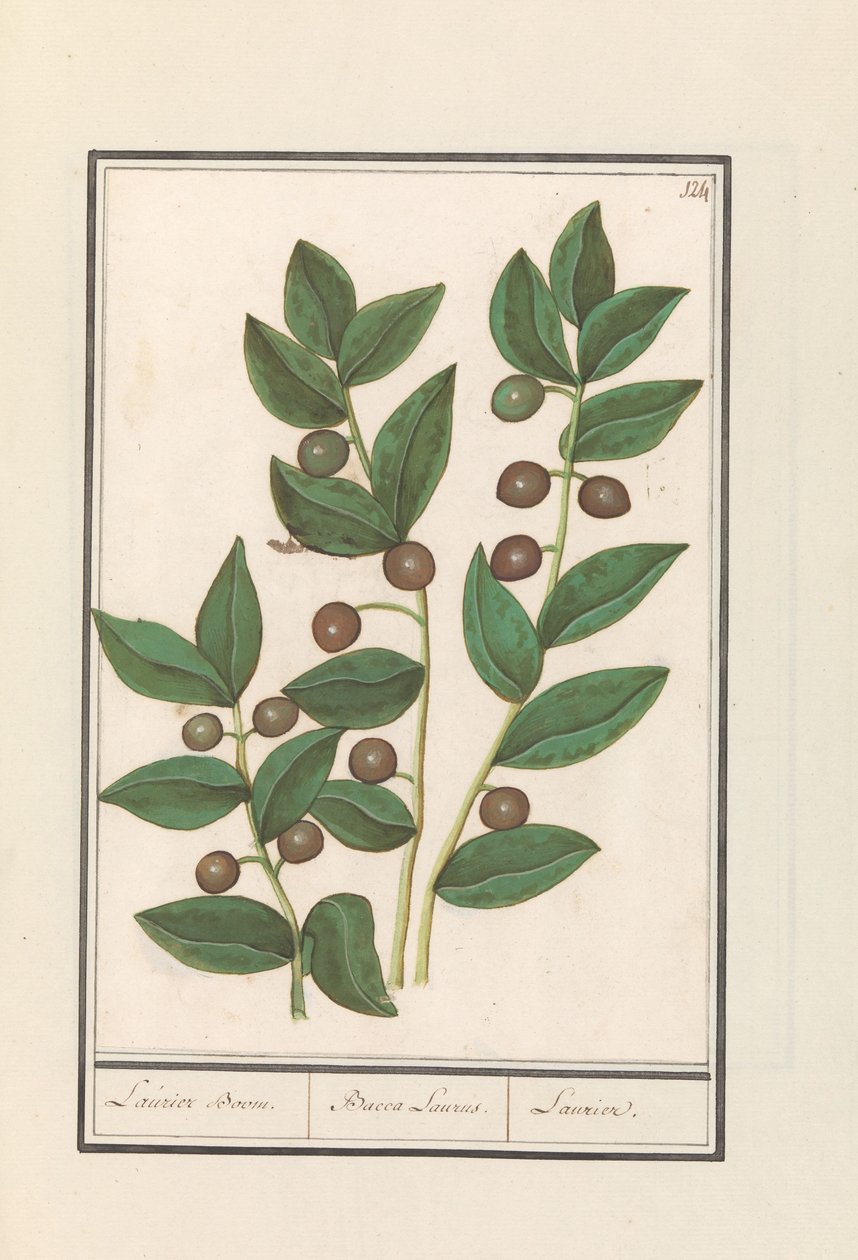 Oliven (Olea europaea) Laurbærtræ. / Bacca Laurus. / Laurel (titel på objekt) af Anselmus Boëtius de Boodt