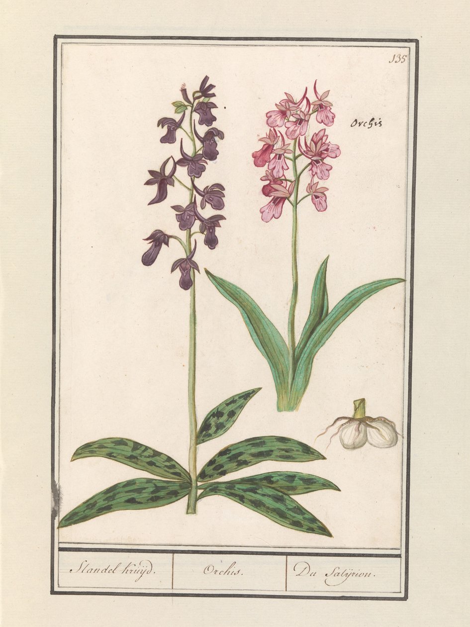 Orkideer (Orchidaceae) Standel Cruise. / Orchis. / Satijrion. (titel på objekt) af Anselmus Boëtius de Boodt