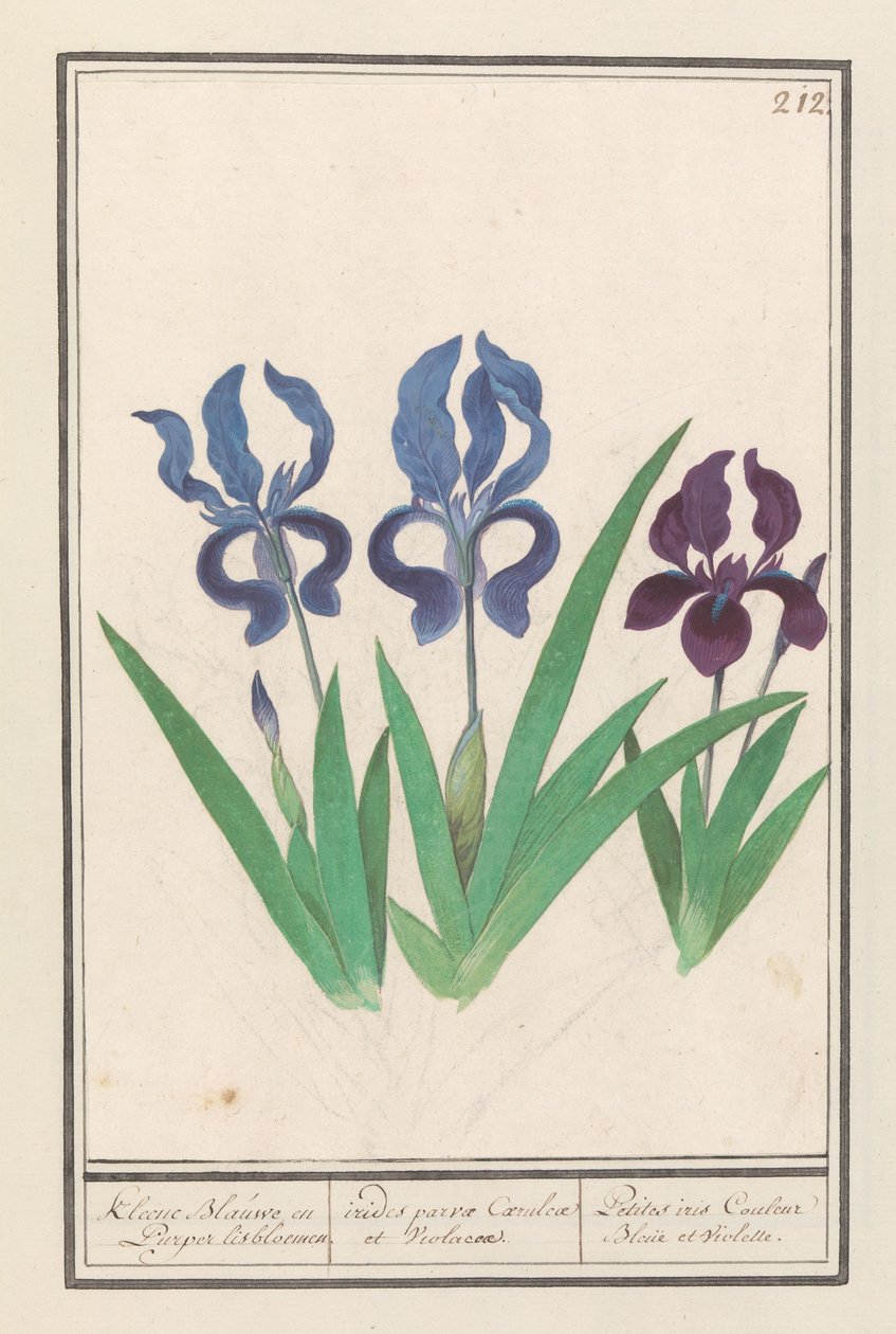 Paarse iris (Iris germanica) Kleene Blauwe en Puper lisbloemen / små lilla og violette regnbuer. / Petites iris Couleur Bleue et Violette (titel på objekt) af Anselmus Boëtius de Boodt