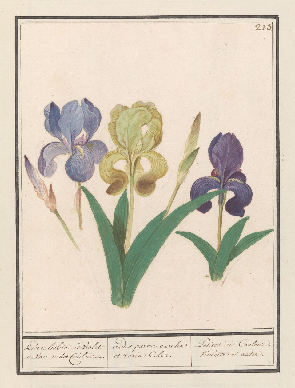 Paarse iris (Iris germanica) Kleene lisbloemen Violet en van ander Couleuren. / små regnbuer af blå og forskellige farver. / Petite iris Couleur Violette et al. (titel på objekt) af Anselmus Boëtius de Boodt