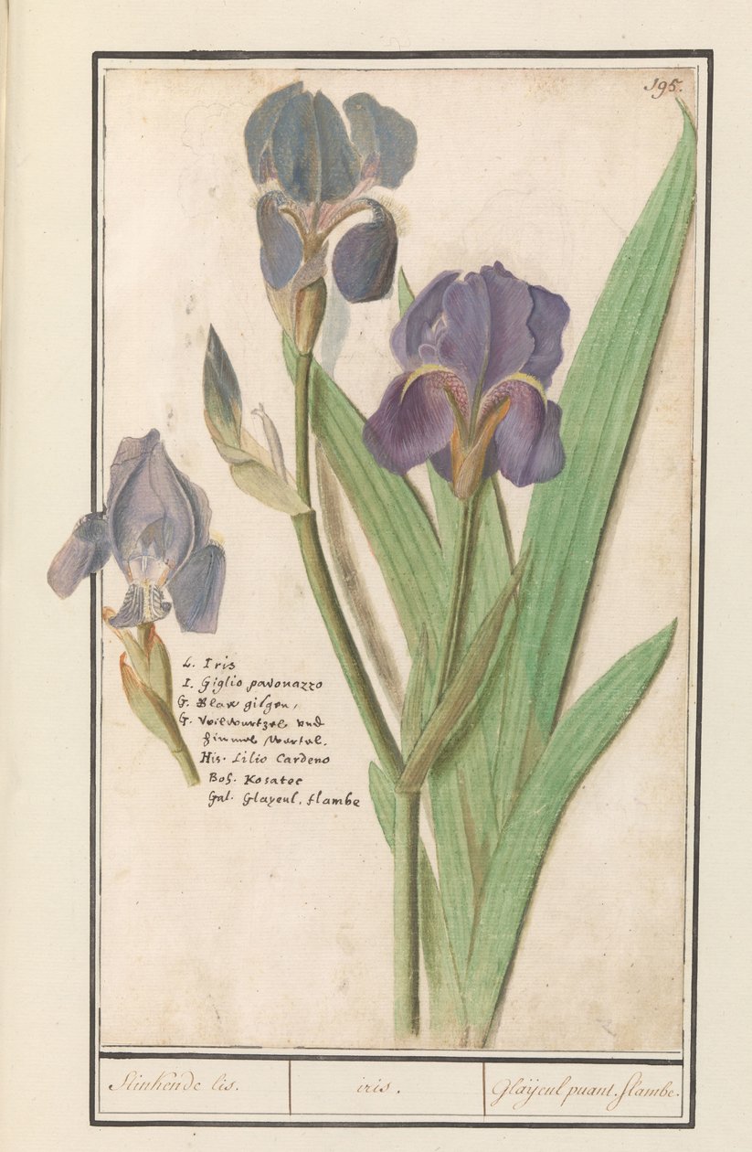 Paarse iris (Iris germanica) Stinkende lis. /iris. / Stinkende gladioler. flammer. (titel på objekt) af Anselmus Boëtius de Boodt