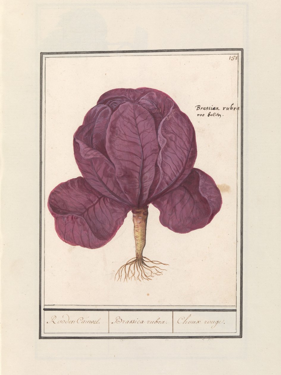 Rødkål (Brassica oleracea convar. capitata var. rubra) Rød Cauwel. / Brassica rubra. / Choux rouge (titel på objekt) af Anselmus Boëtius de Boodt