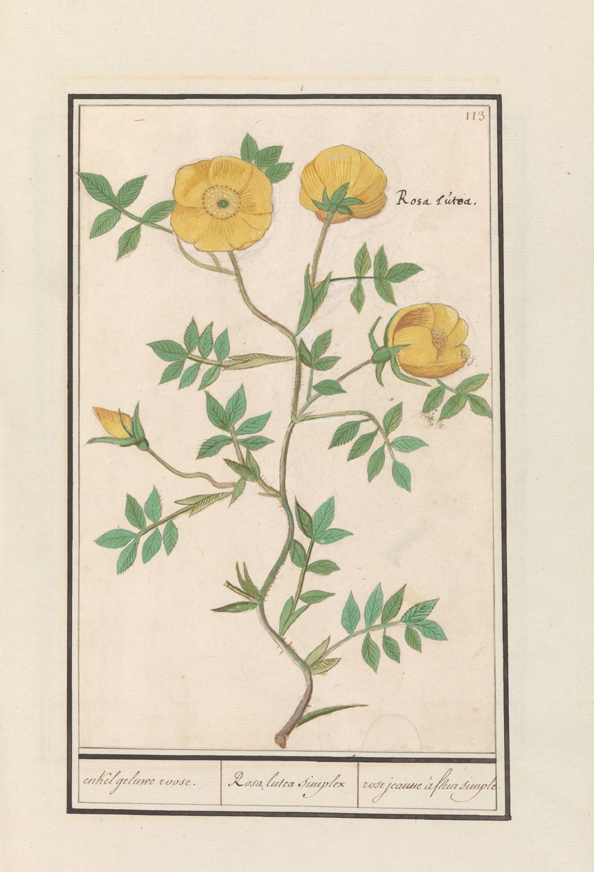 Rose (Rosa) enkelt gul rose. / Rosa lutea simplex / rose jeaune à fleur simple (titel på objekt) af Anselmus Boëtius de Boodt