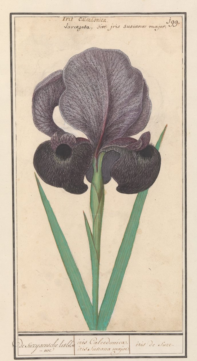 Rouw iris (Iris susiana) fra suzyaensche lisbloeme / iris Calcedonica. iris Susiana major. / suze iris. (titel på objekt) af Anselmus Boëtius de Boodt