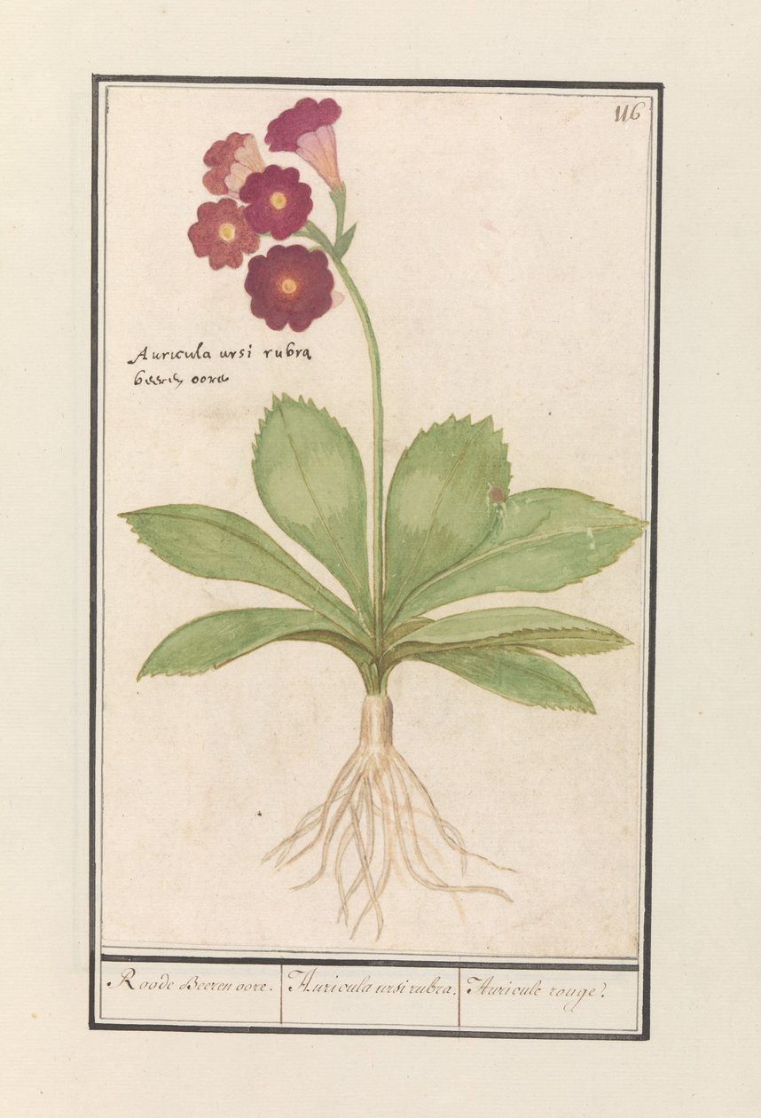 Primrose (Primula) Røde Bjørneører. / Auricula ursi rubra. / Auricule rouge (titel på objekt) af Anselmus Boëtius de Boodt