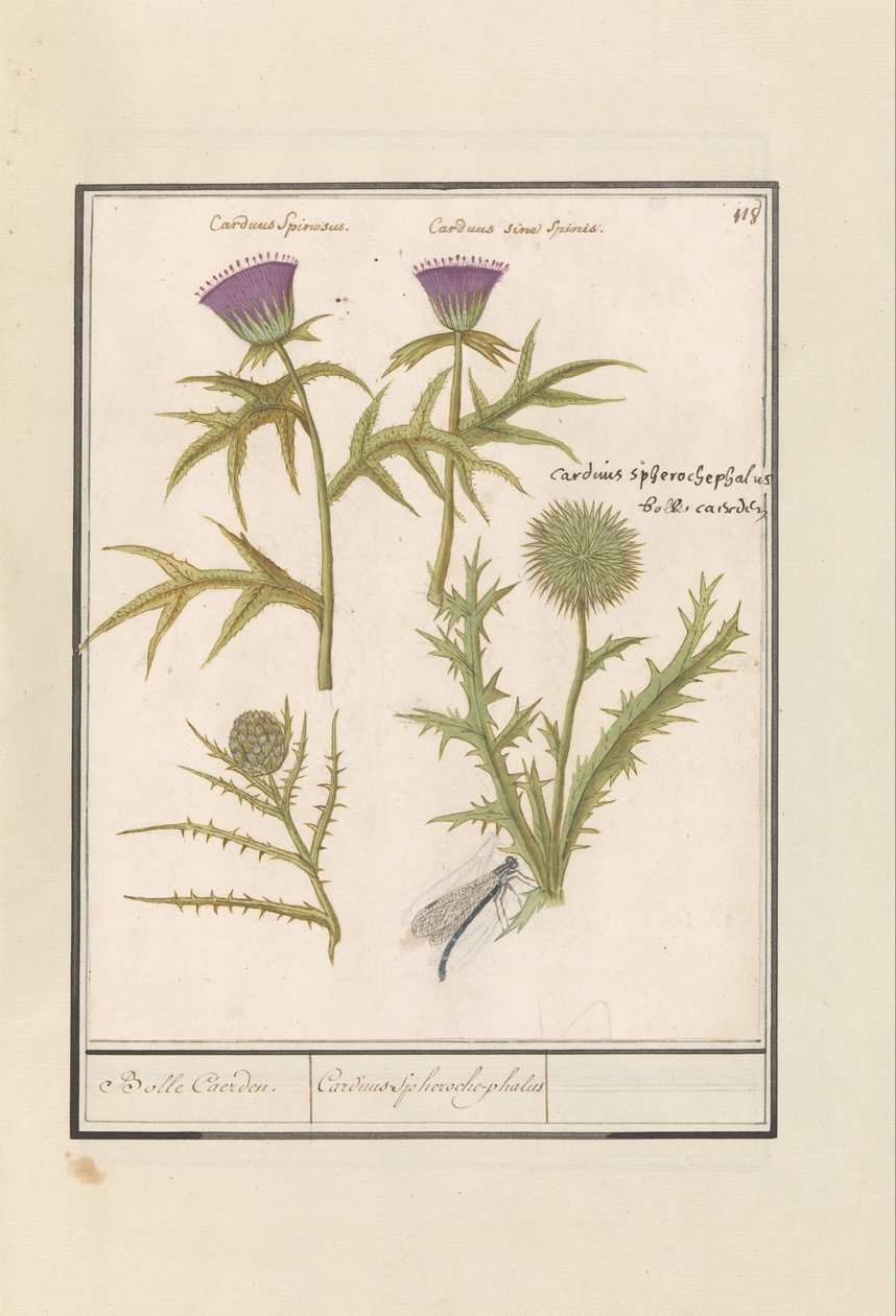 Tidsel (Carduus) og Koglen (Cynara cardunculus) Distel (Thistle) en artisjok (Cynara cardunculus) Boll Caerden / Cardius Spheroche-phalus (titel på objekt) af Anselmus Boëtius de Boodt