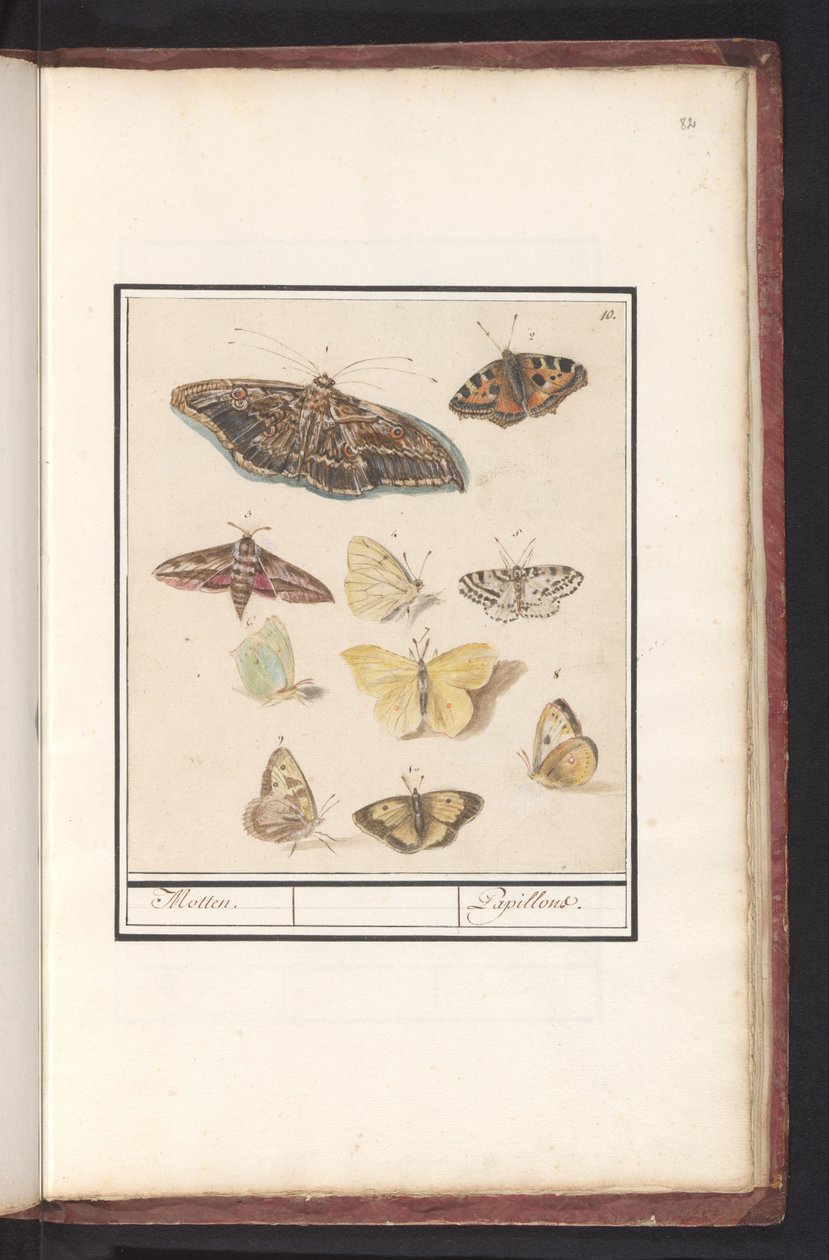 Sommerfugle og møl møl. / Papillons (titel på objekt) af Anselmus Boëtius de Boodt