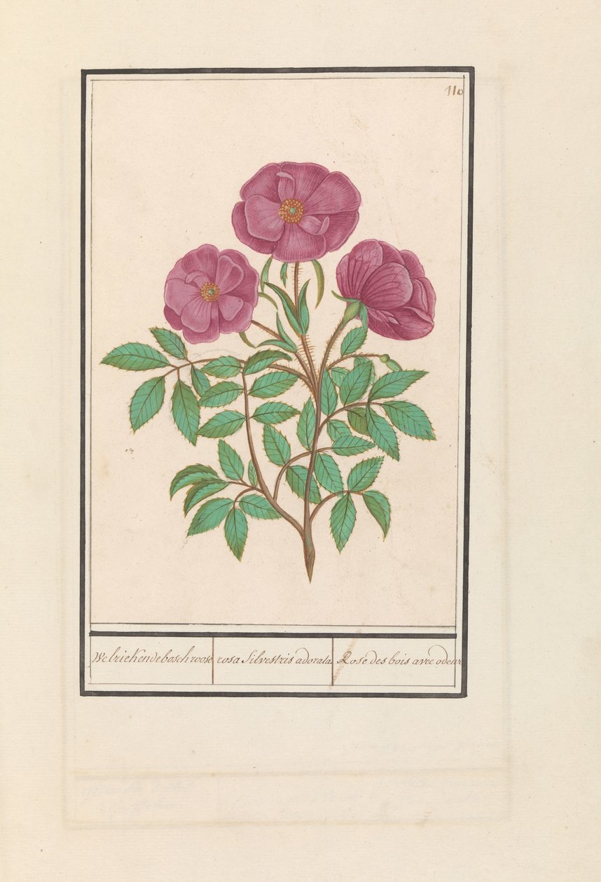 Wilde roos (Rosa) Welriekende bosch roose / rosa silverstris adorata. / Skovrose med lugt (titel på objekt) af Anselmus Boëtius de Boodt