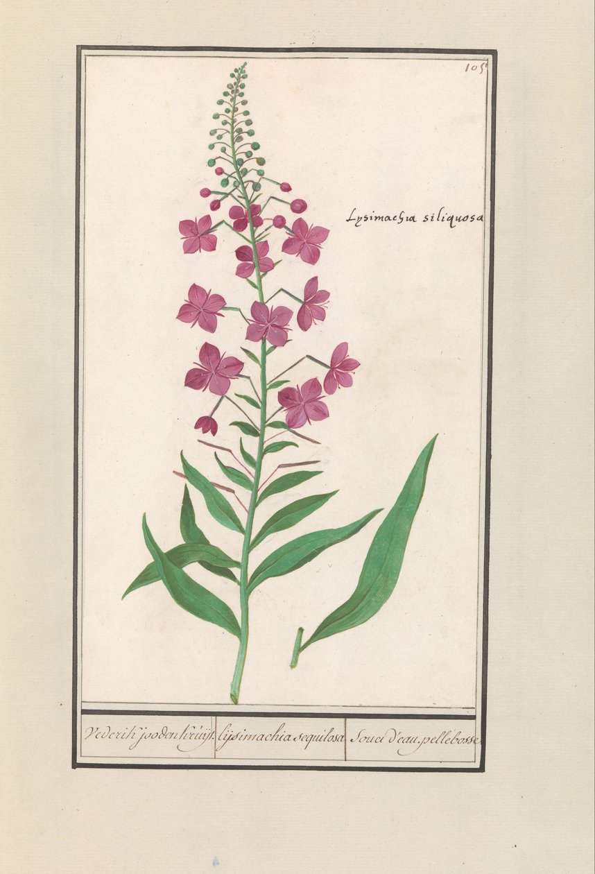 Ildgær (Chamerion angustifolium) Igen, jøderne Kruyt. / lysimachia sequilosa / Souci d