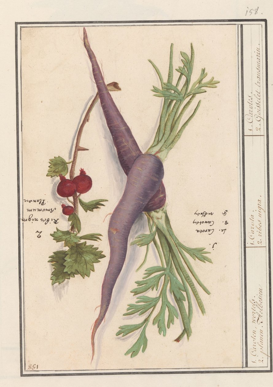 Wortel (Daucus carota) i rode bes (Ribes rubrum) 1. Caroten, rødder. 2. Planen Aelbesien / 1. Carota. 2. ribes nigra. / 1. Carote. 2. Goisselet transmarin. (titel på objekt) af Anselmus Boëtius de Boodt