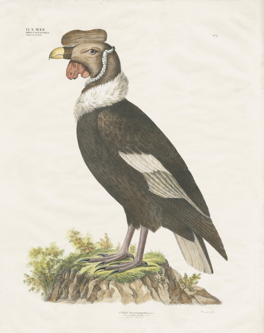 Andes-kondor (håndkoloreret litografi) af Anstalt Arnz & Co.