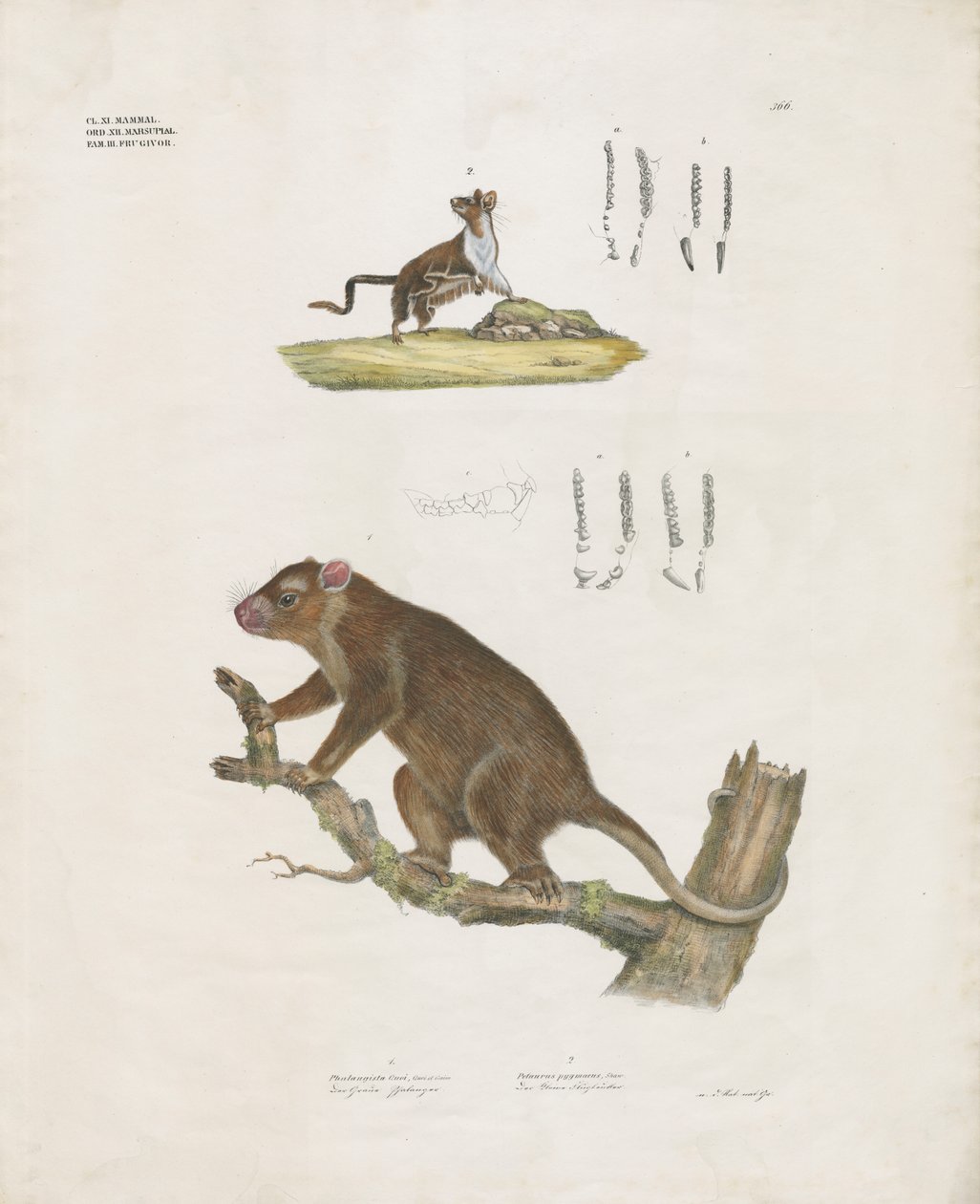 Australske pungdyr med tanddetaljer (håndkoloreret litografi) af Anstalt Arnz & Co.