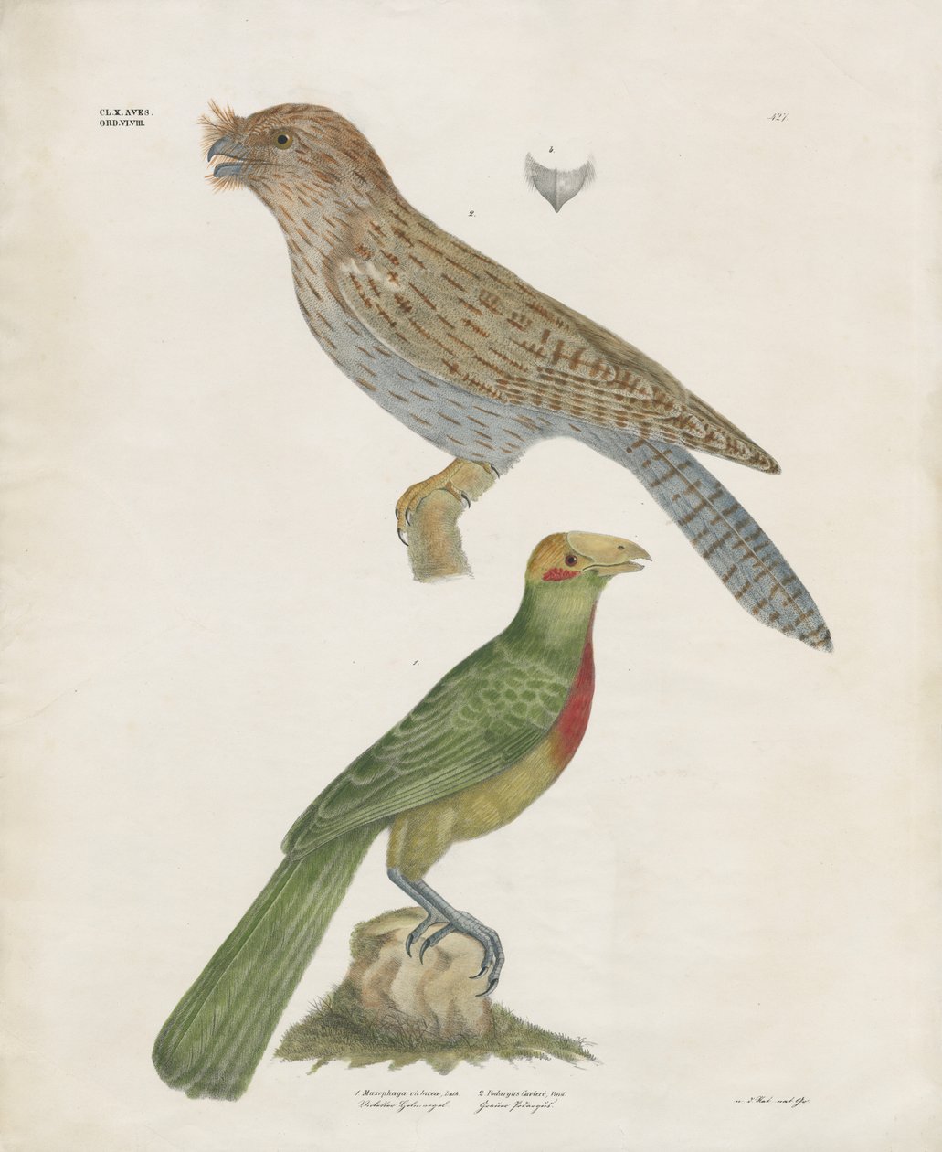 Barbet og rulle (håndkoloreret litografi) af Anstalt Arnz & Co.