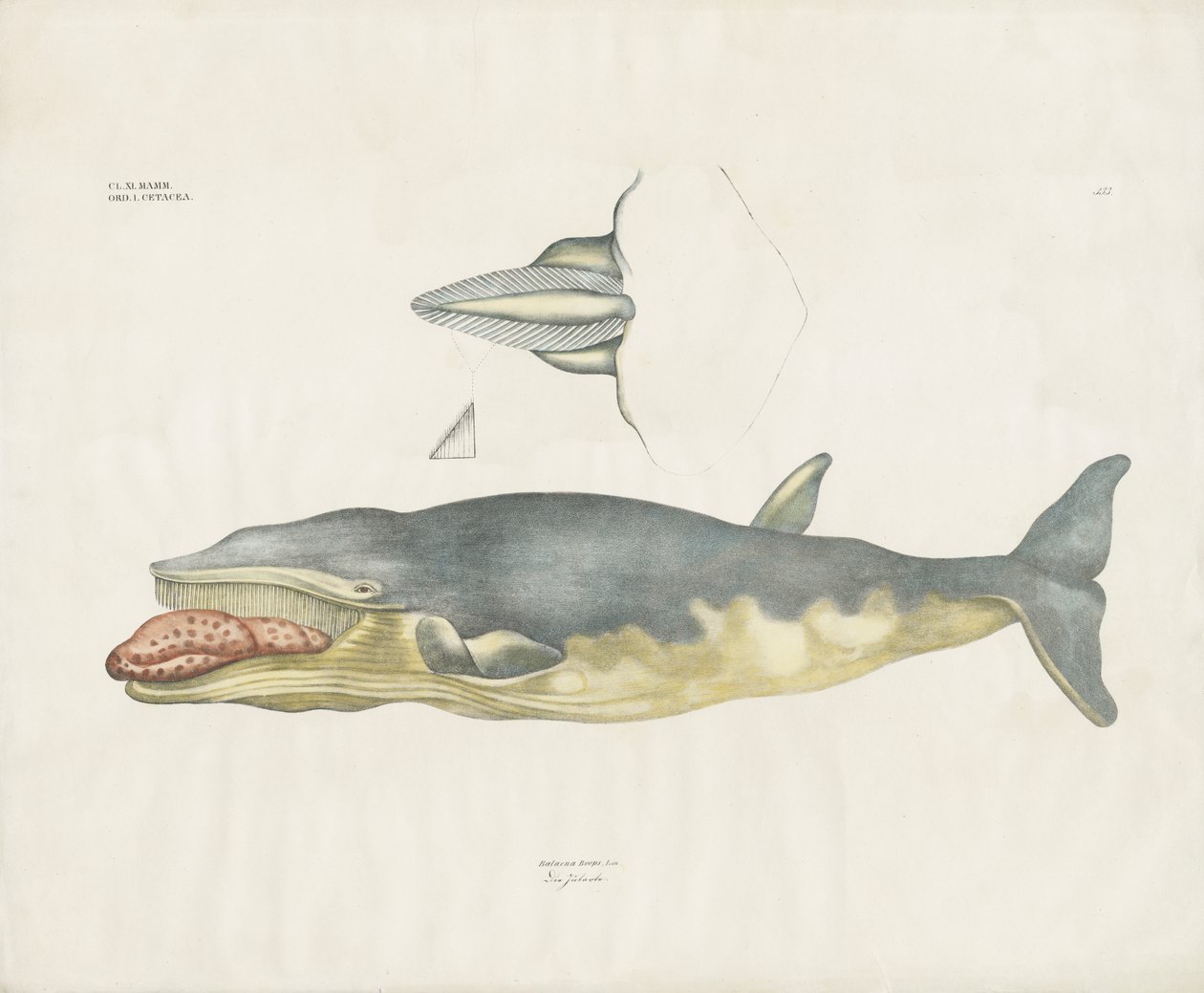 Grønlandsk rethval med anatomiske detaljer (håndkoloreret litografi) af Anstalt Arnz & Co.