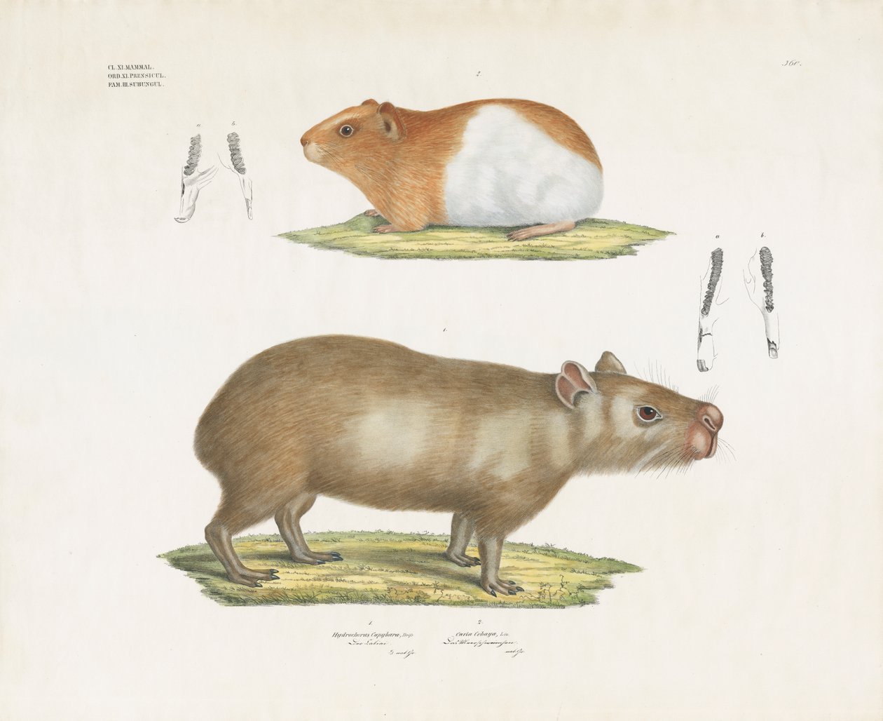 Marsvin og kapivar med tandillustrationer (håndkoloreret litografi) af Anstalt Arnz & Co.