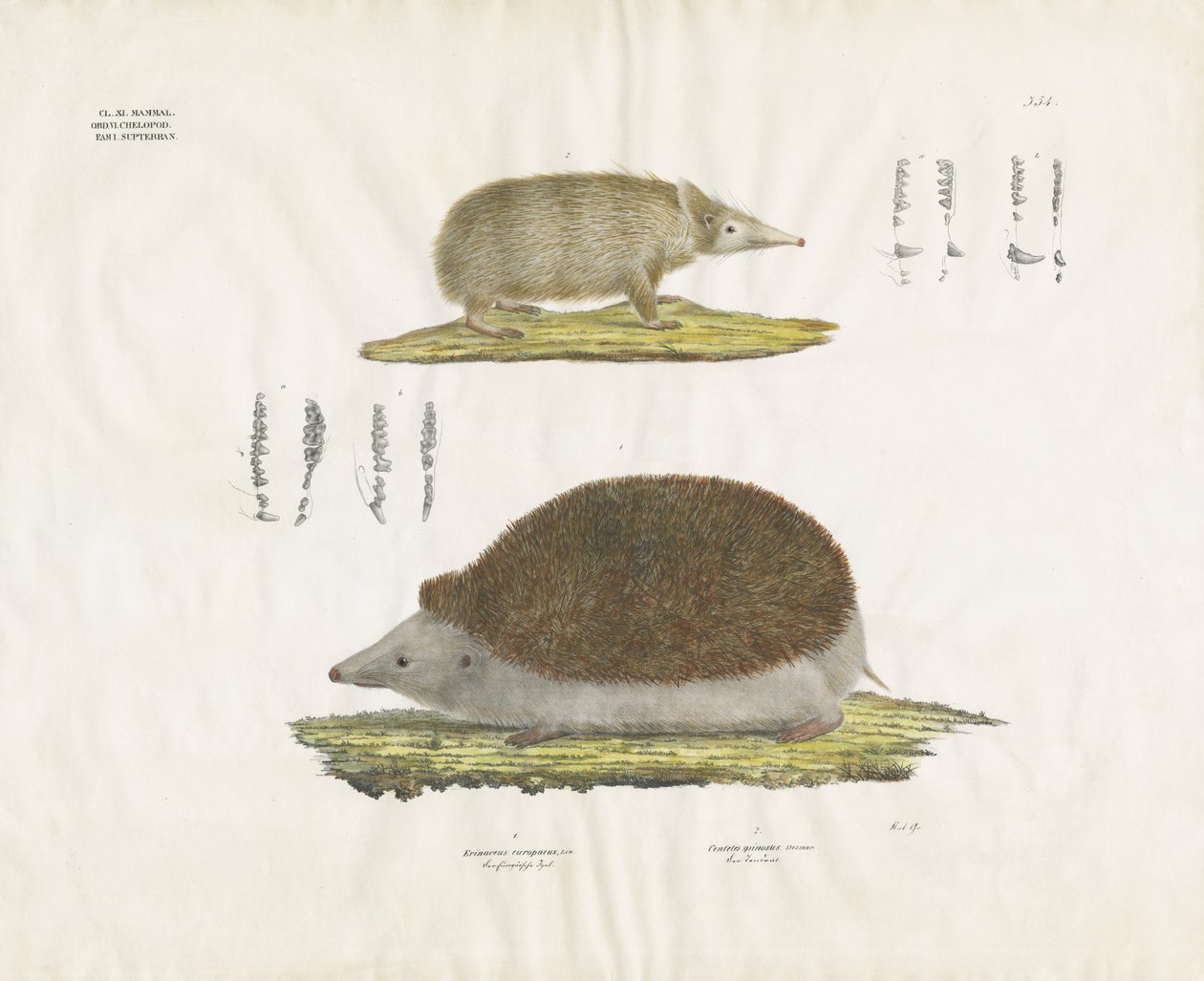 Pindsvin og tenrec med anatomiske detaljer (håndkoloreret litografi) af Anstalt Arnz & Co.