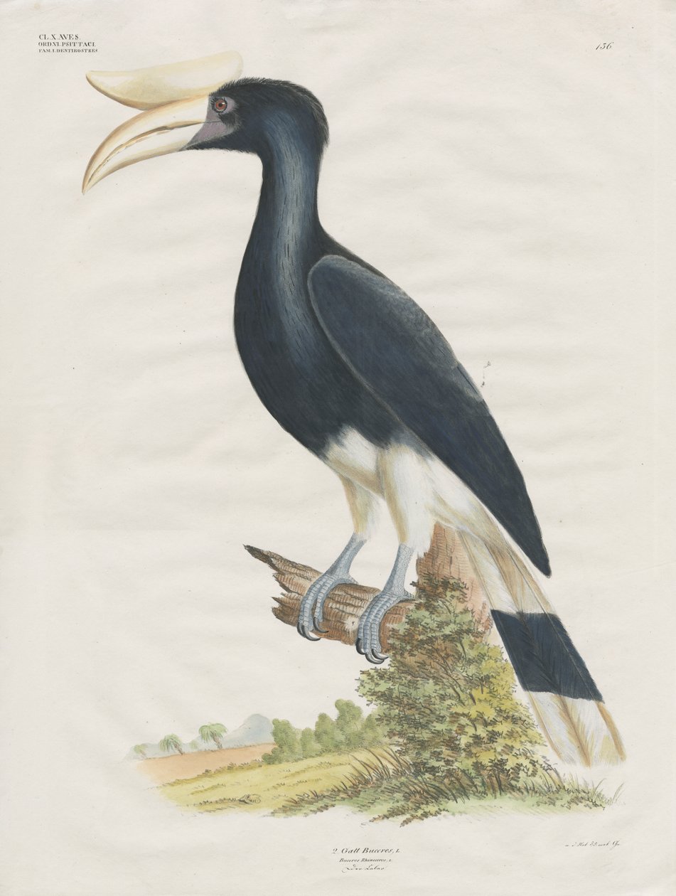 Næsehornsfugl (håndkoloreret litografi) af Anstalt Arnz & Co.