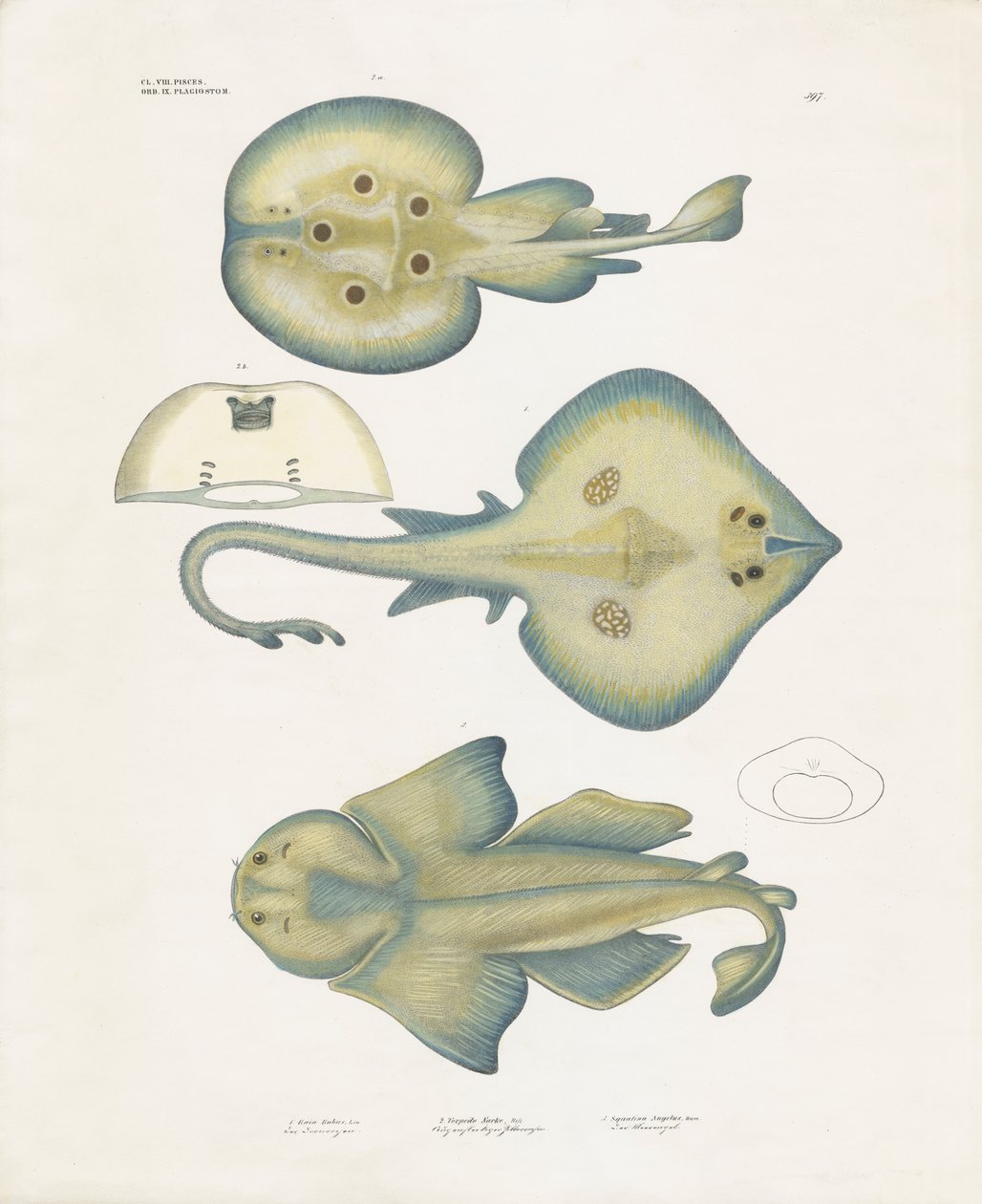 Strålearter fra ordenen Rajiformes (håndkoloreret litografi) af Anstalt Arnz & Co.