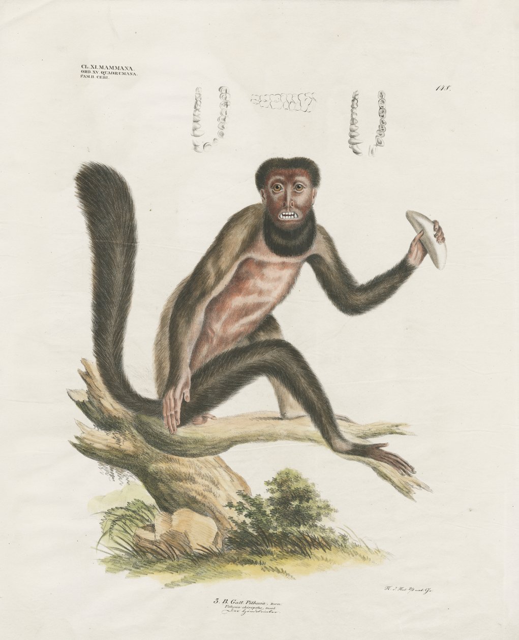 Rød brøleabe med anatomiske detaljer (håndkoloreret litografi) af Anstalt Arnz & Co.