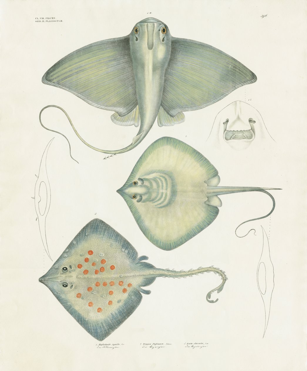 Forskellige rokkearter med anatomiske detaljer (håndkoloreret litografi) af Anstalt Arnz & Co.