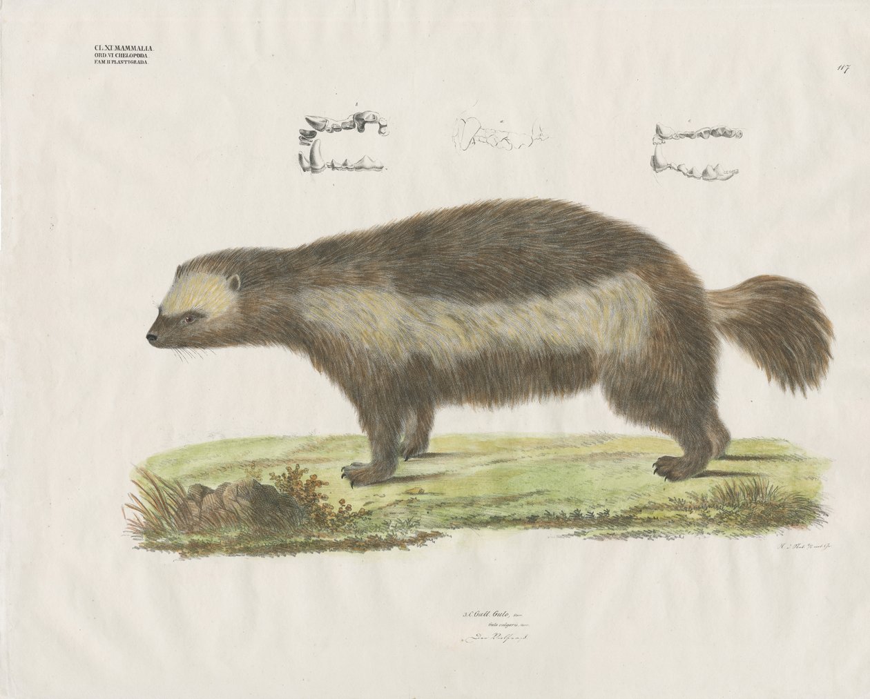 Wolverine med tanddetaljer (håndkoloreret litografi) af Anstalt Arnz & Co.