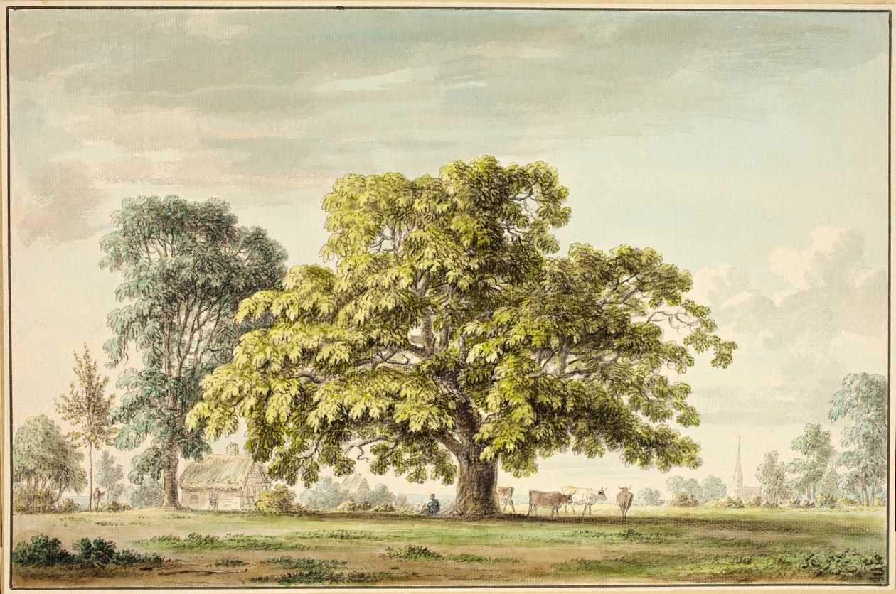 Et valnøddetræ i Denton, nær Grantham (wc og blæk) af Anthony Devis