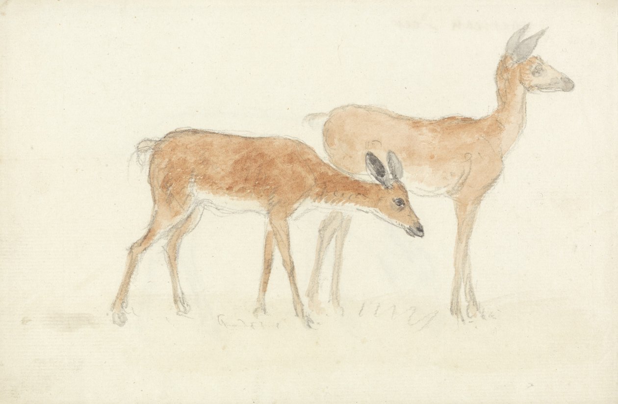 American Deer (grafit og wc på papir) af Anthony Devis