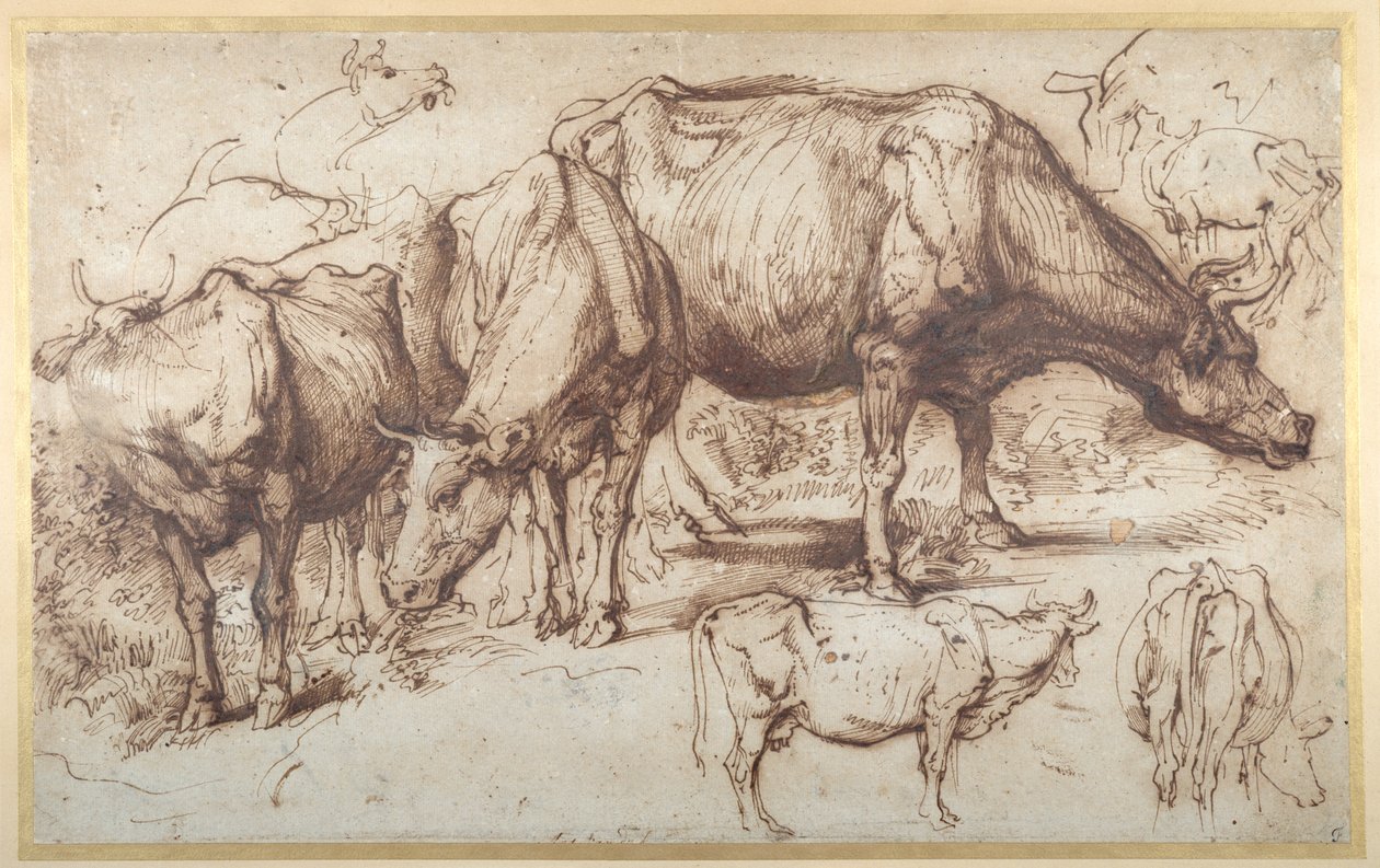 Kvæg på græs, ca. 1618-20 (pen og blæk med vask på papir) af Anthony van Dyck